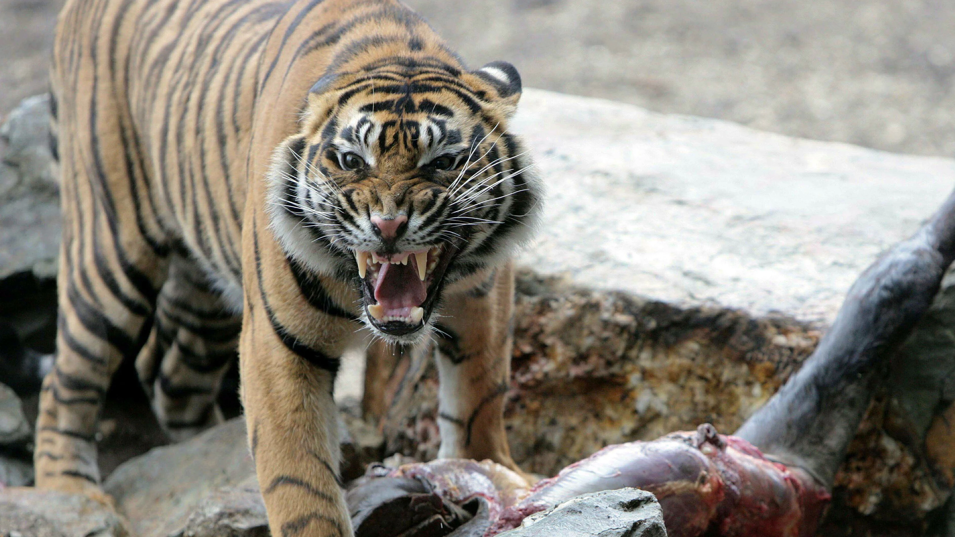 Der Zoo von Aalborg sorgt für einen Aufschrei