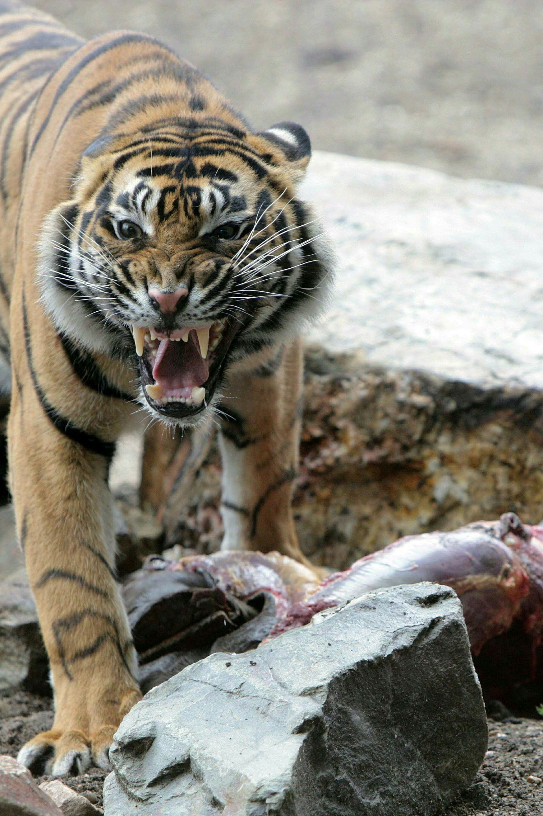 Ein Tiger im Zoo von Arnheim verteidigt seinen Beute, das Hinterbein eines Ponys: Pferd gehört in vielen Tierparks der Welt zum Standardmenü für die Beutegreifer