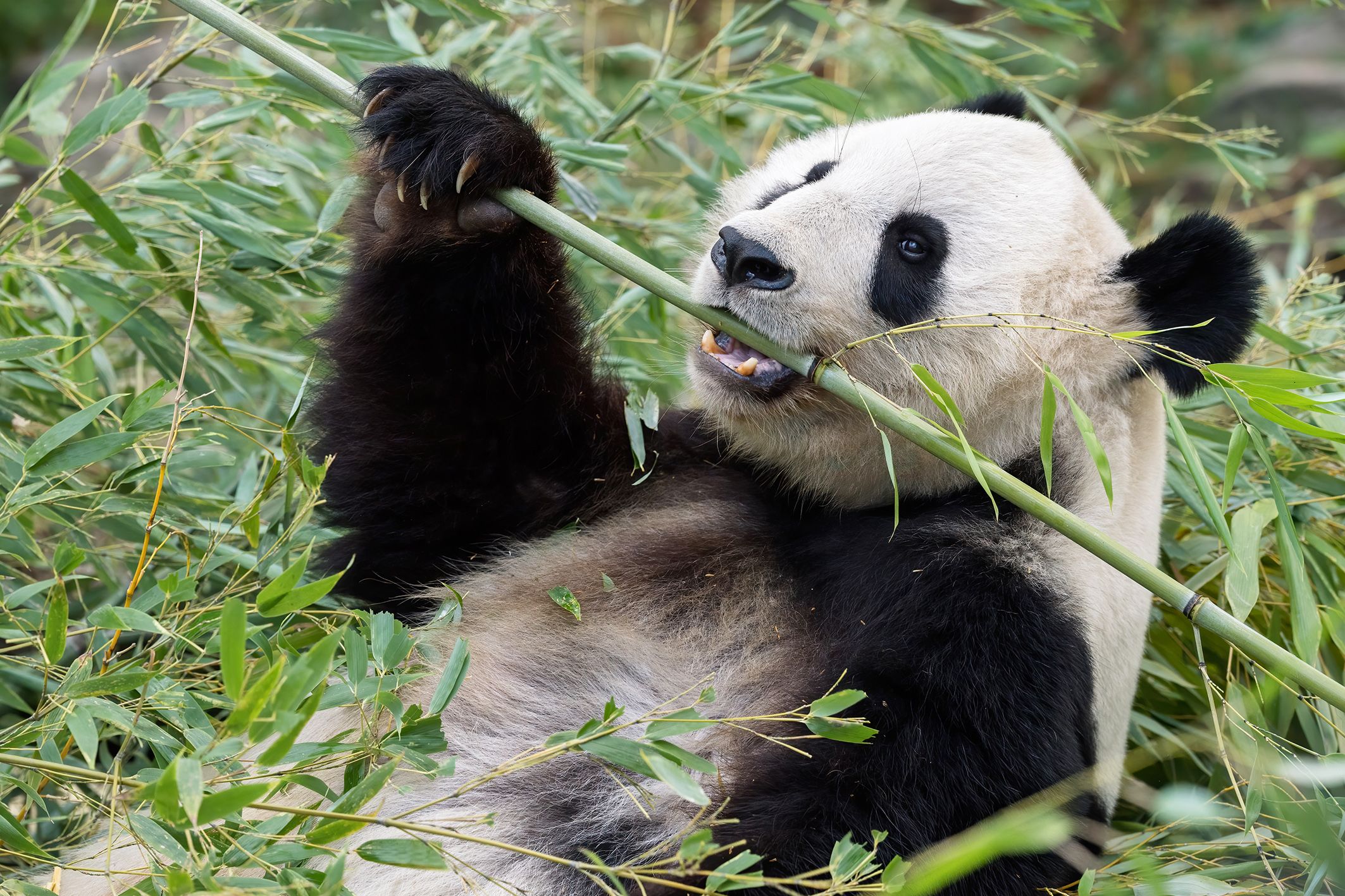 Nicht das Fleisch für die Raubtiere, sondern Bambus und Eukalyptus für Pandas und Koalas gehört zu den größten Futterkosten-Faktoren in Schönbrunn