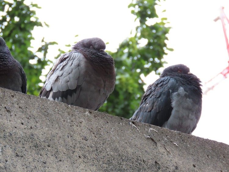 Der Verein gegen Tierfabriken ist fassungslos, dass hier die Stadtregierung einfach wegschaut.