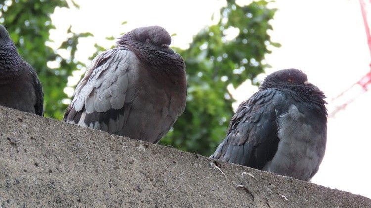 Heute.at - Neues Kulturgut? Getreidegasse bald voller toter Tauben