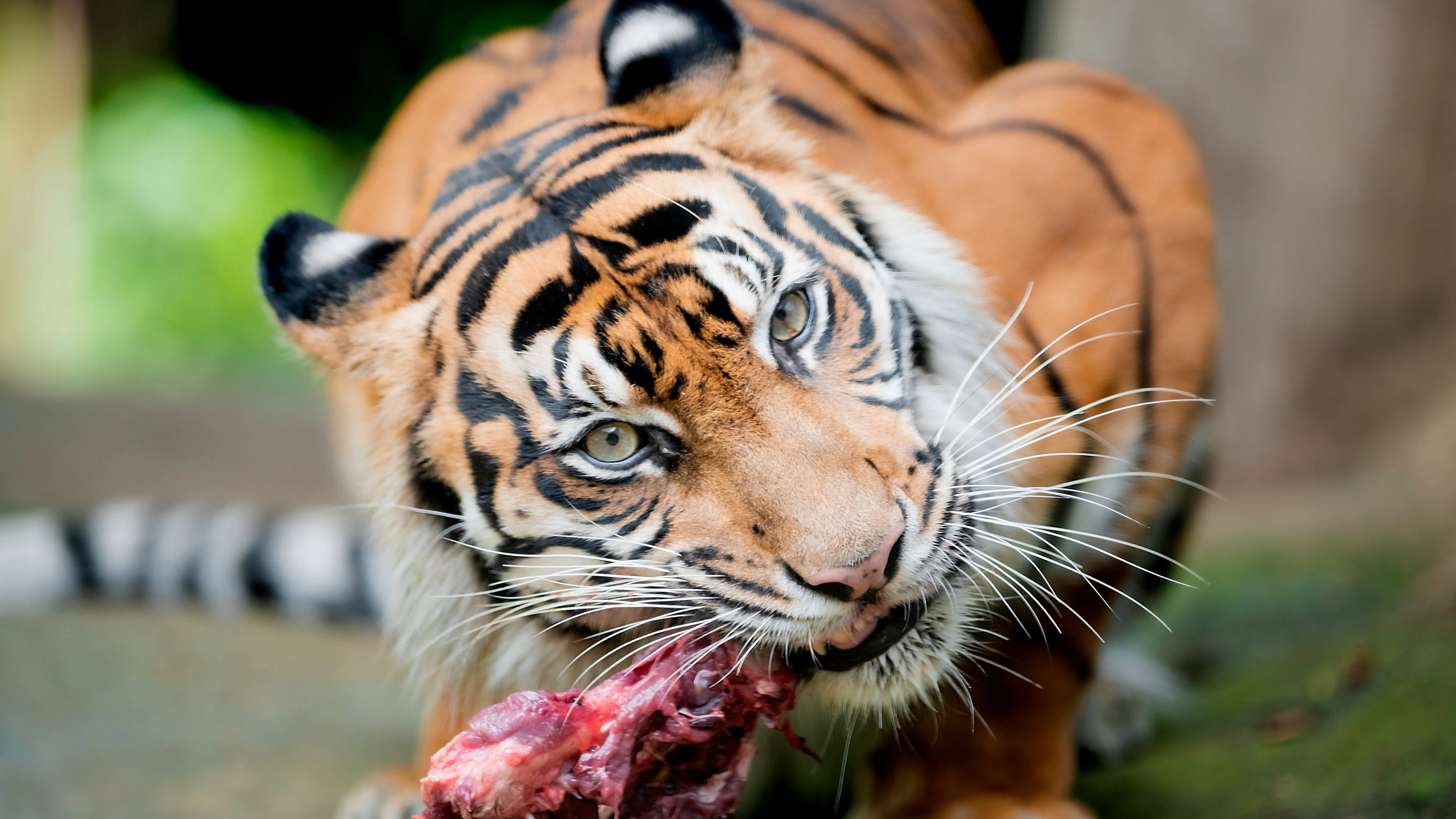 Zoo in Dänemark sorgt für einen Aufschrei.
