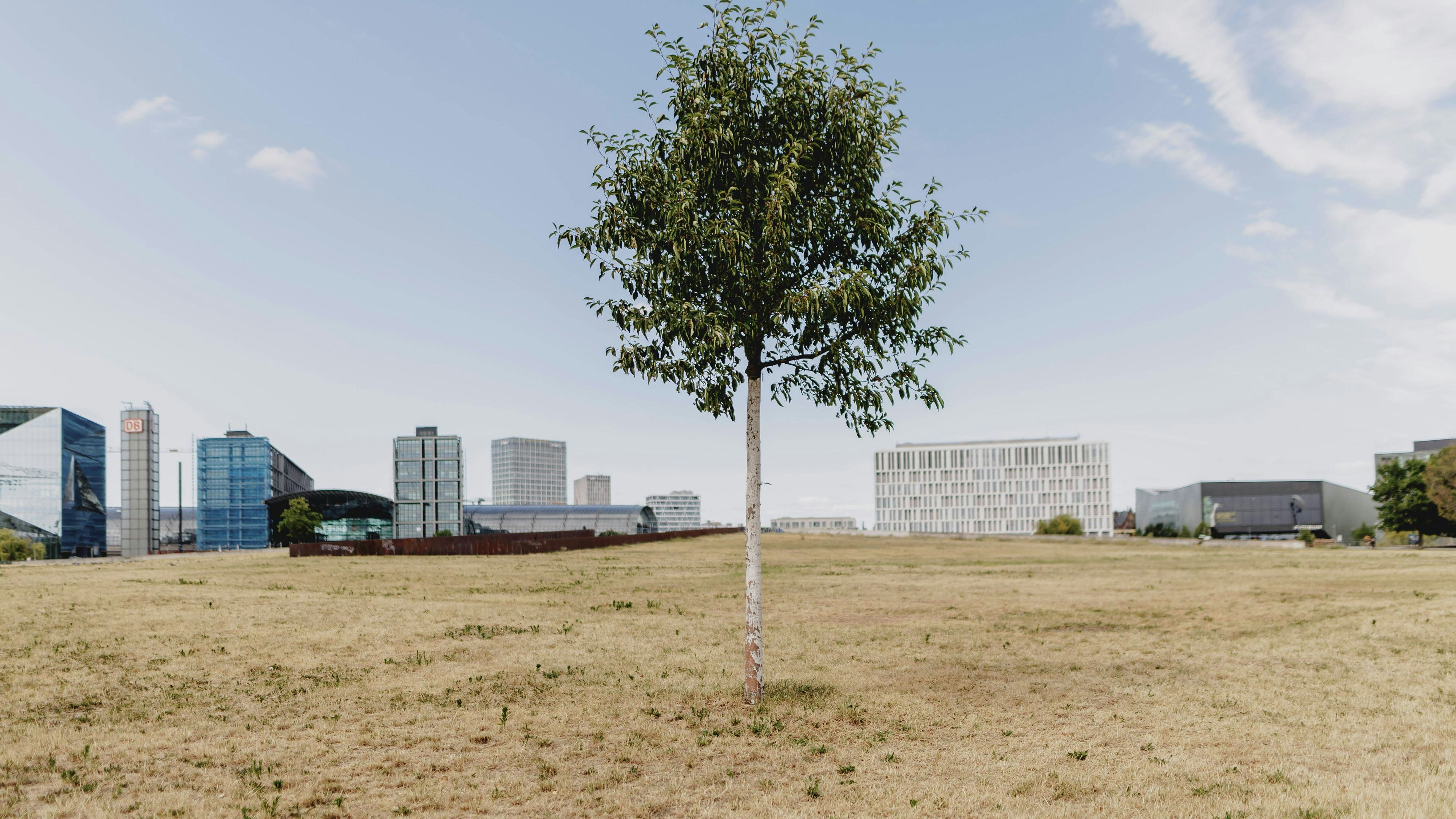 Zugegeben, wenn dein Rasen so aussieht, wird es schwer, ihn zu retten. Mit dem Wurzeltest kannst du herausfinden, ob es noch Hoffnung gibt.