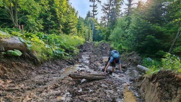 Zerstörter Waldboden nach dem unsachgemäßen Abtransport des Holzes im Nationalpark Hohe Tatra, Juni 2025.