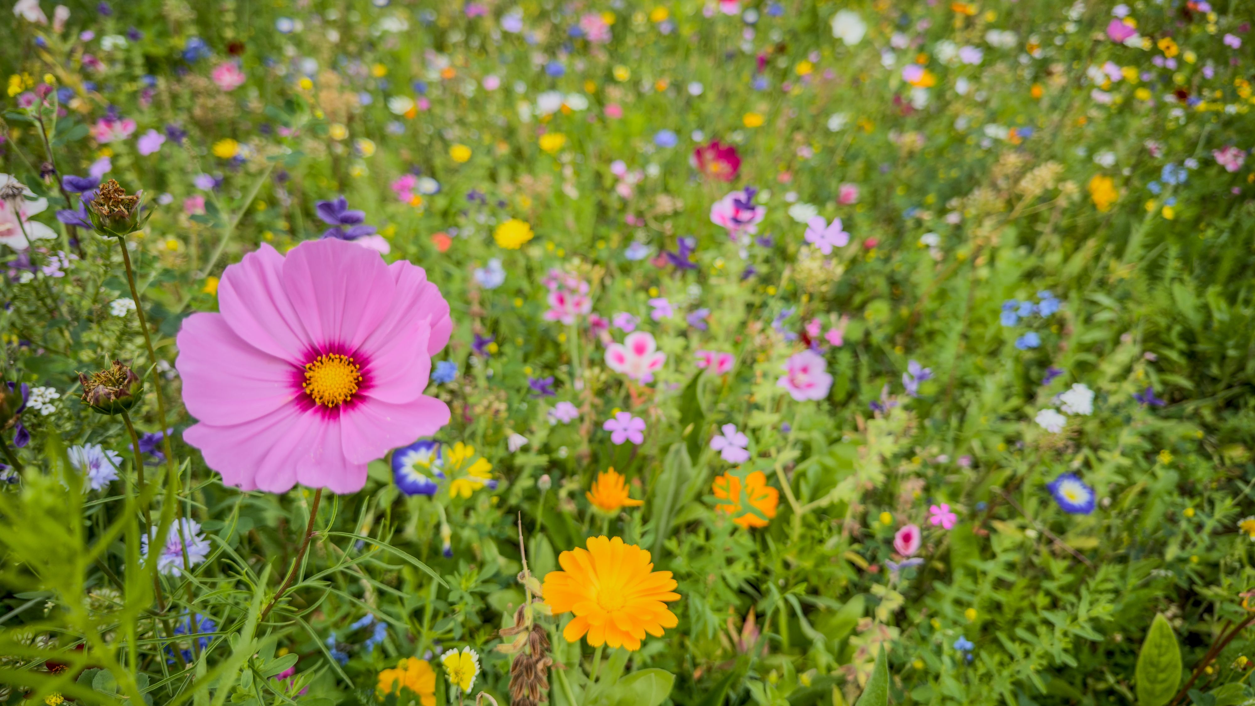 Wilde Blumenwiesen brauchen weniger Wasser, als akkurat geschnittene Rasenflächen.