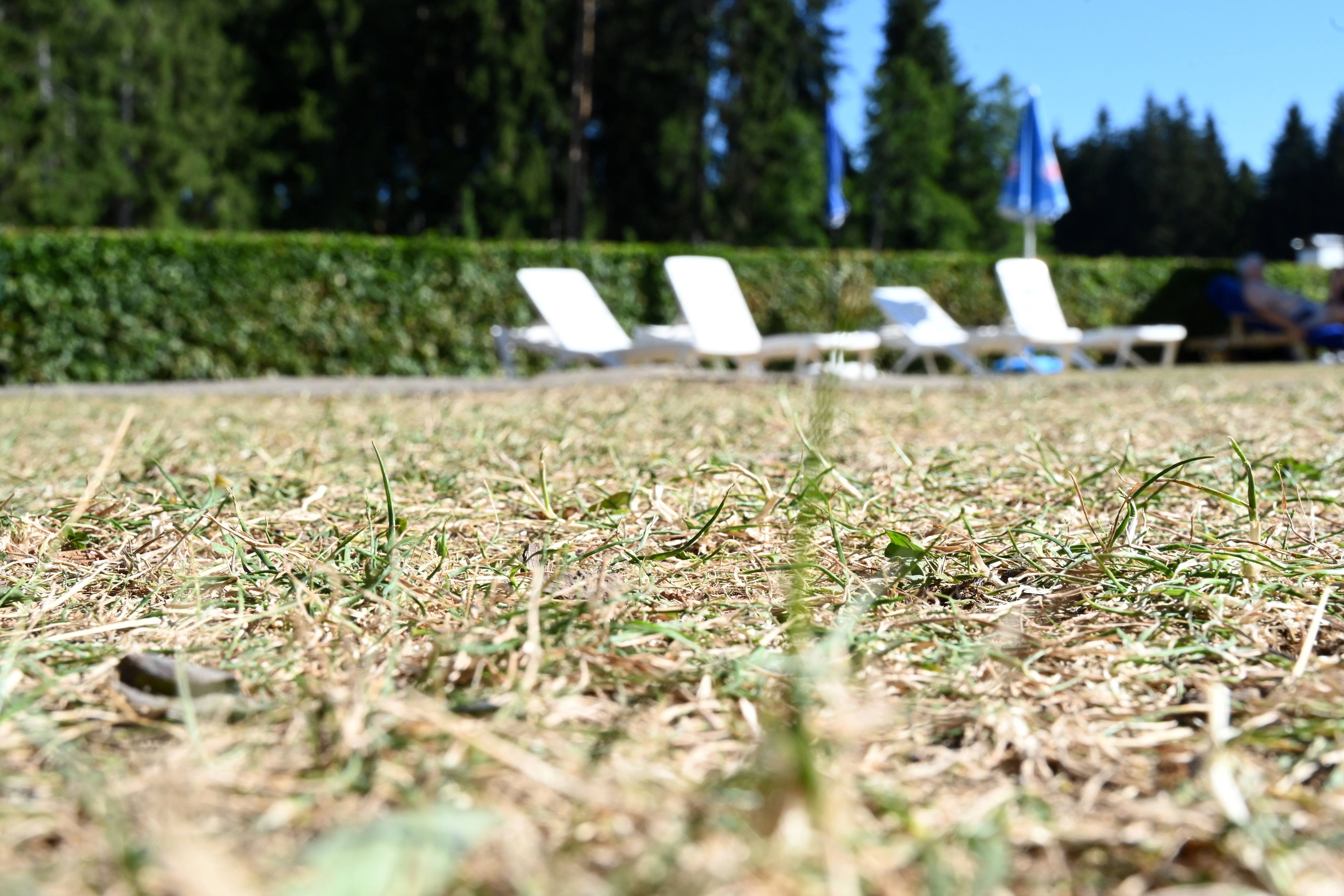 Braun, ausgetrocknet, verbrannt: Sieht dein Rasen gerade so aus? Wir geben dir Tipps, wie du das verhindern kannst.