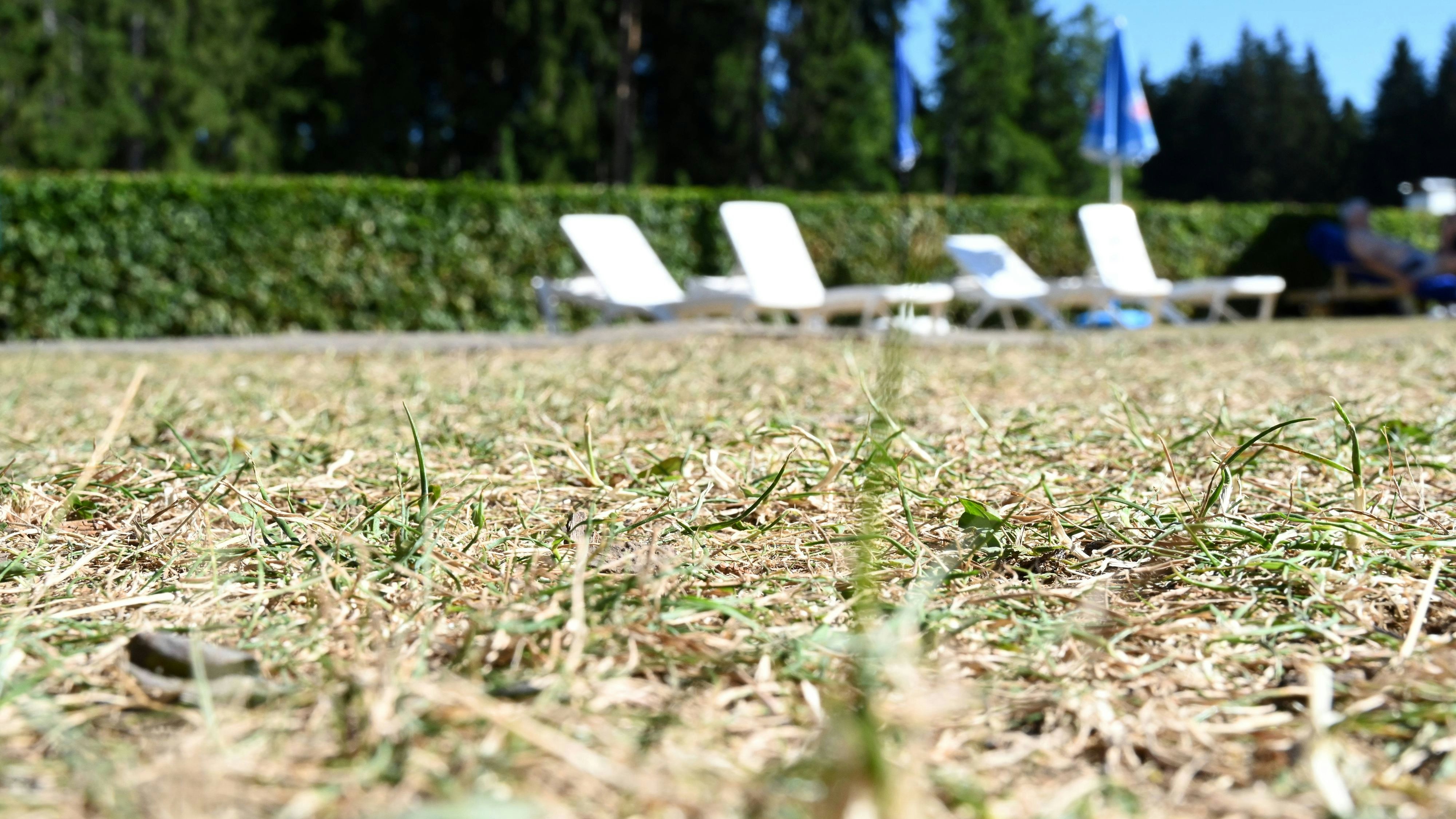 Heute.at - Vertrockneter Rasen im Sommer? Diese Tipps helfen