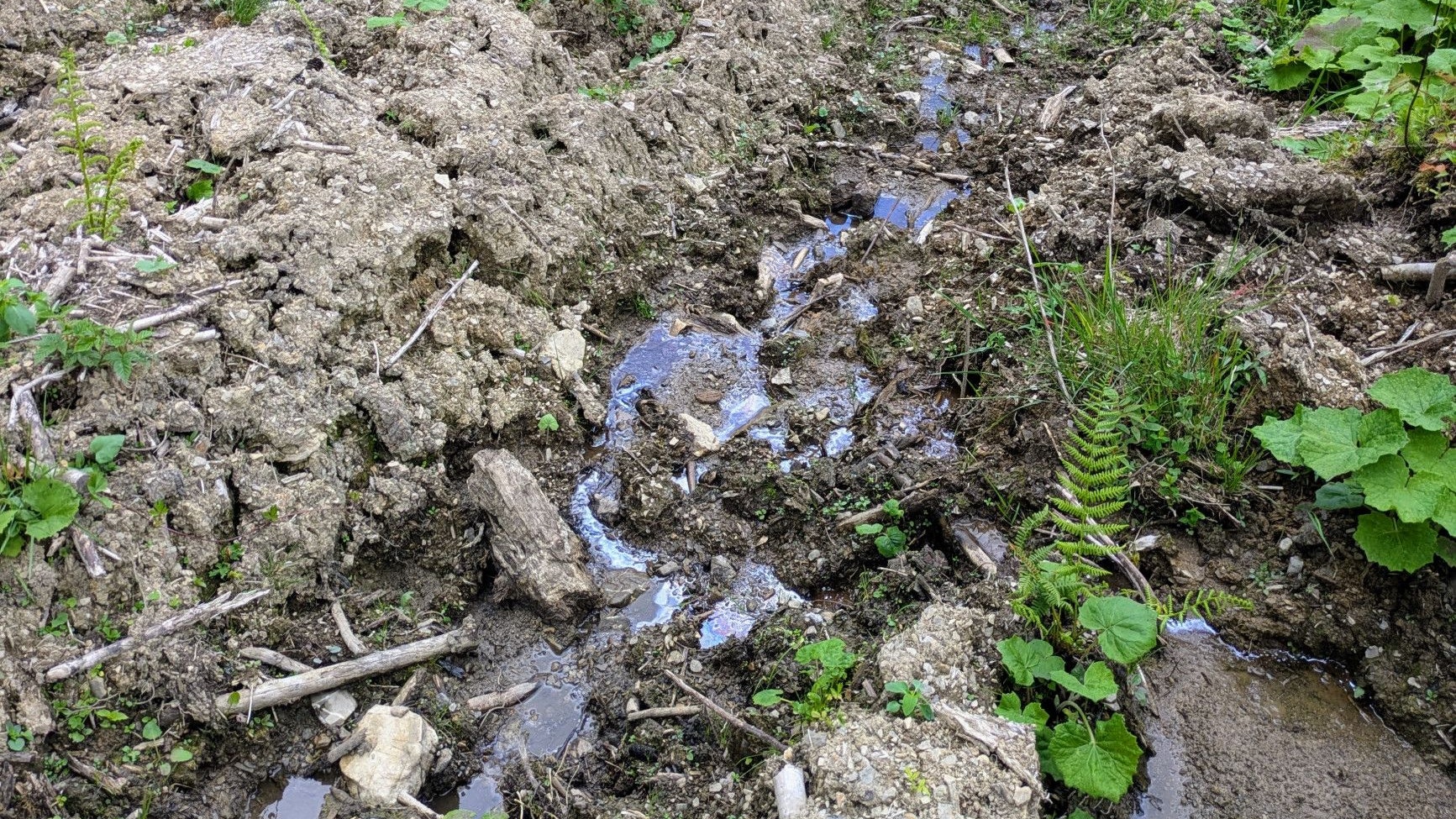 Ölfilm in einem vom Abtransport des Holzes schwer beschädigten Bachbett im Nationalpark Hohe Tatra, Juni 2025.