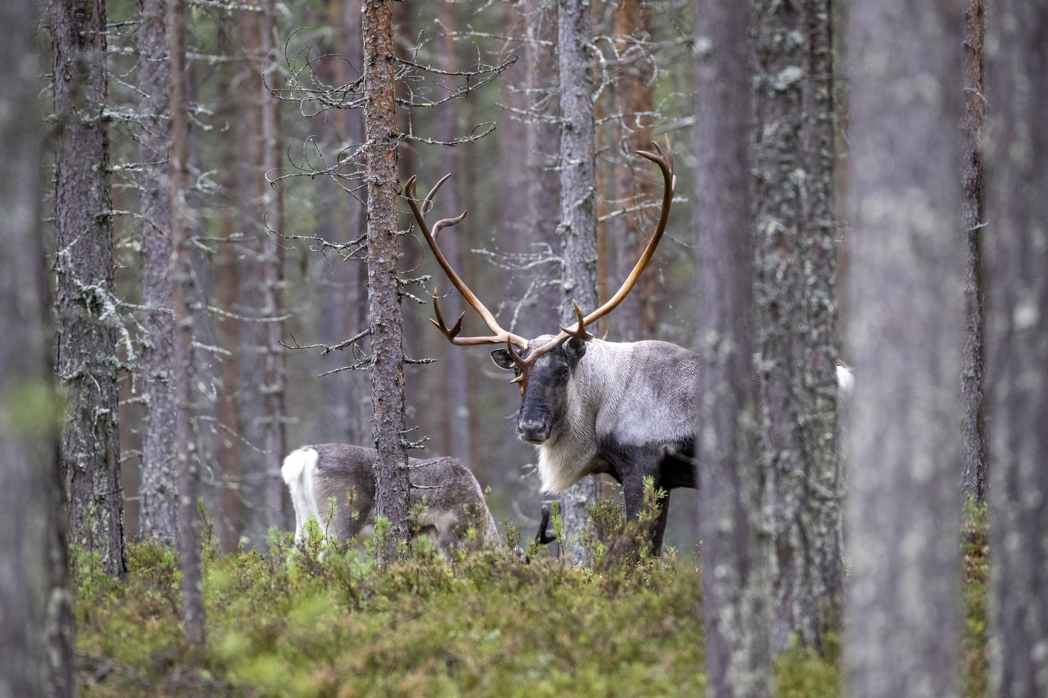 Rentiere im finnischen Lappland leiden unter der Rekord-Hitzewelle.