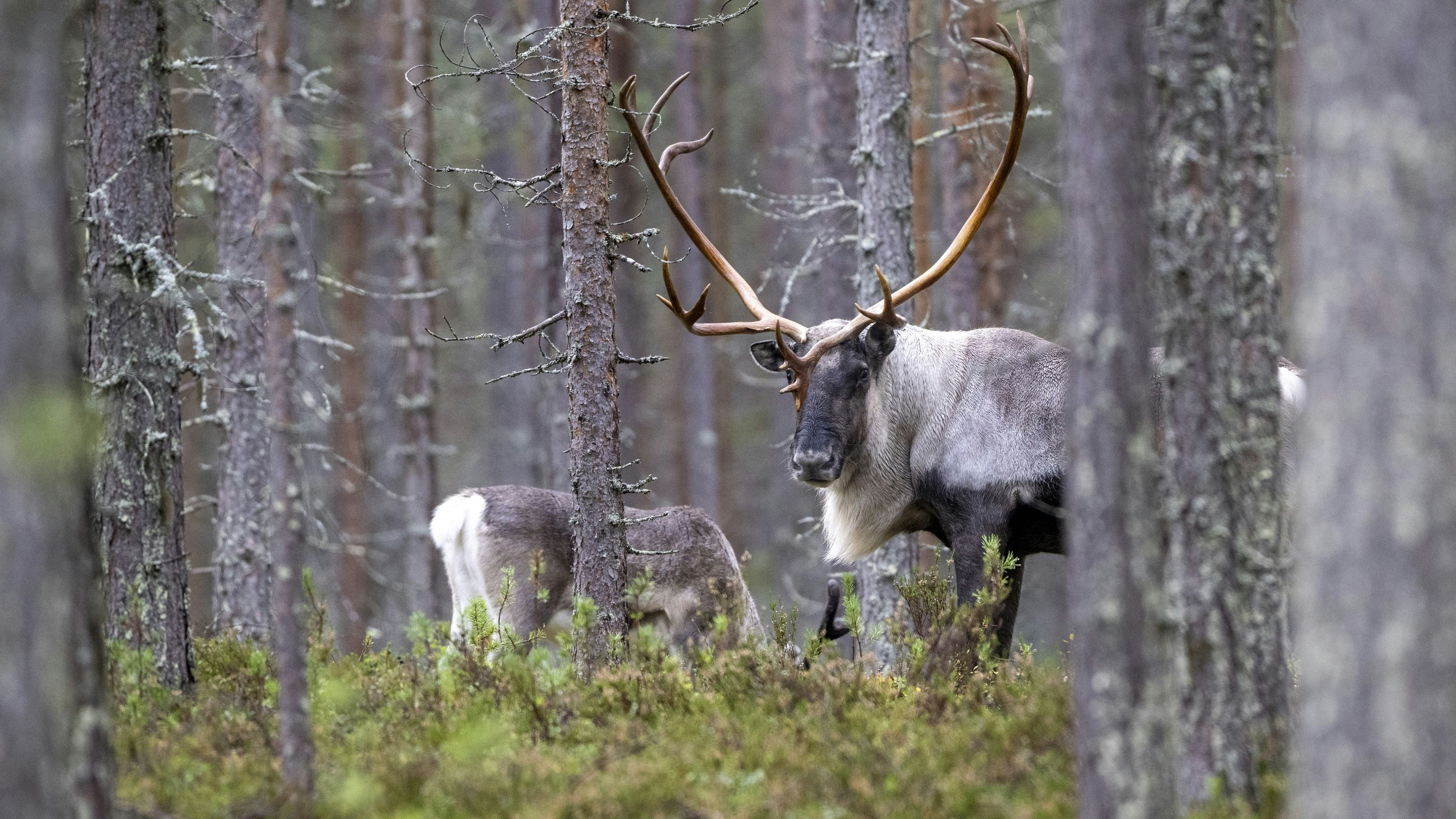 Heute.at - Finnlands Rentiere leiden unter Rekord-Hitzewelle