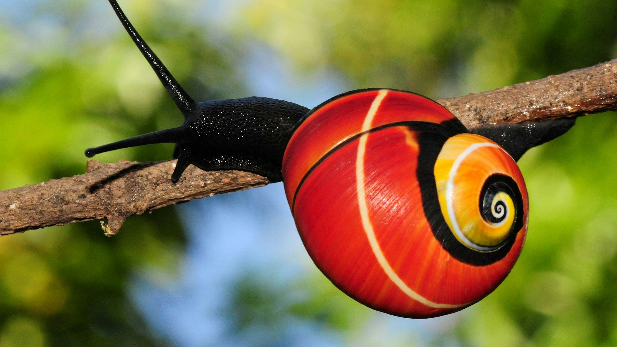 Ein tragischer Verlust für die Artenvielfalt, wenn die Polymita aussterben würde, oder?