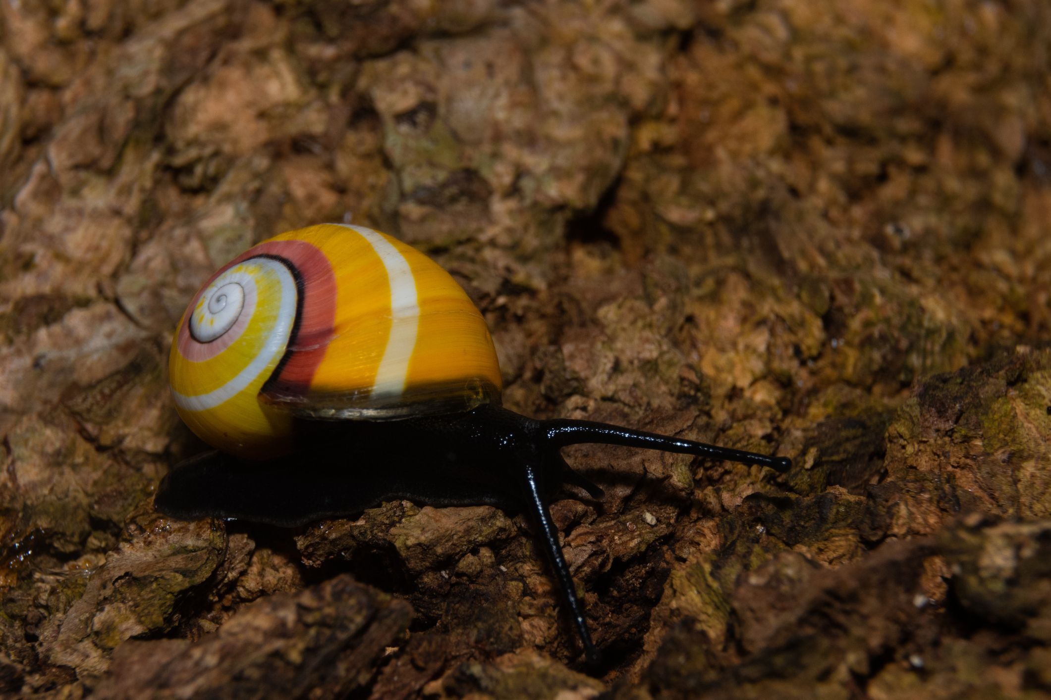 Bisher konnte der Grund für die wunderschöne Farbgebung der Polymita-Schnecke noch nicht entschlüsselt werden.