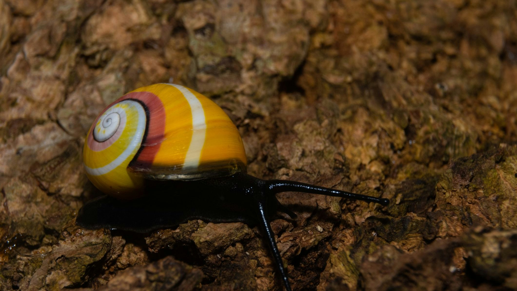 Heute.at - Stirbt die schönste Schnecke der Welt bald aus?