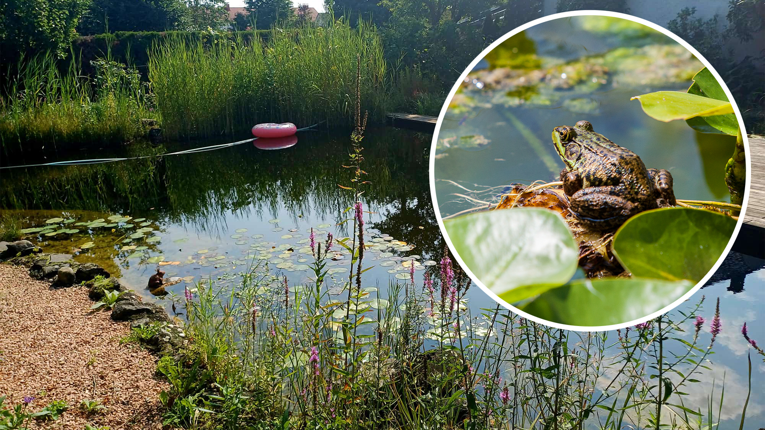 Heute.at - Frösche zu laut – Gericht verdonnert Familie zu 30.000€