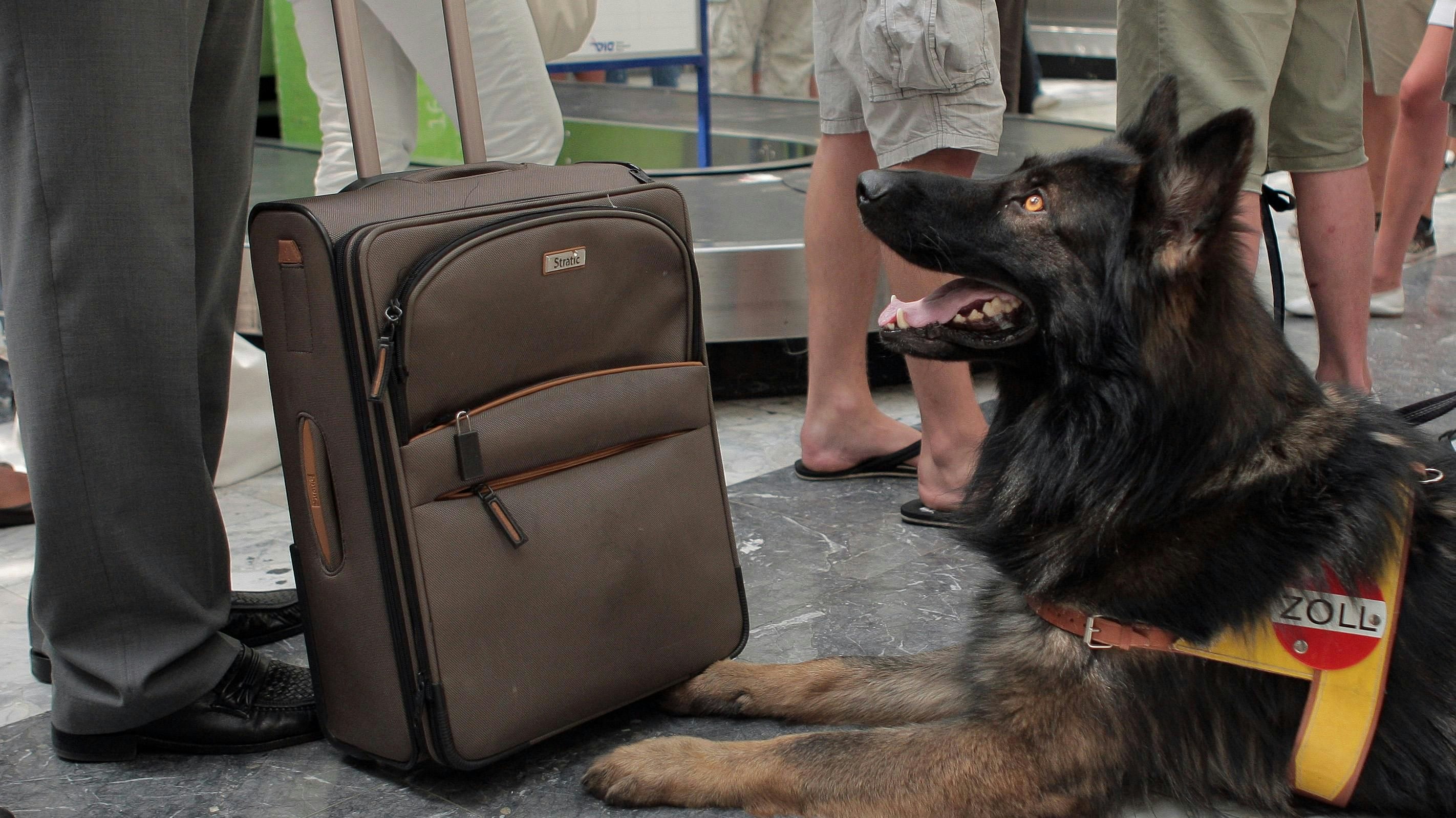 Heute.at - 35 Kilo Cannabis in Koffer – in Schwechat erwischt!