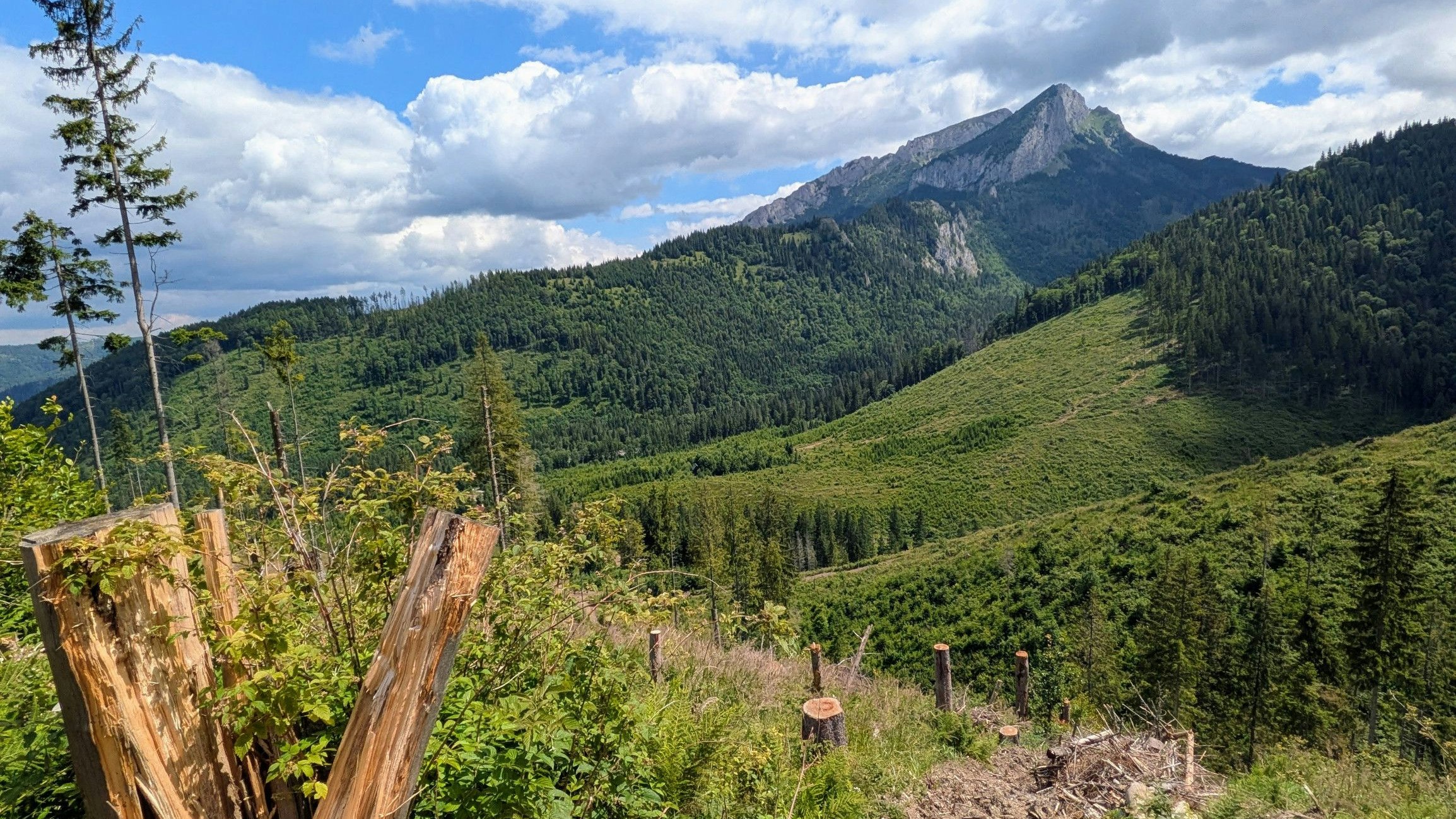 Gerodete Fläche im Nationalpark Hohe Tatra im Juni 2025.
