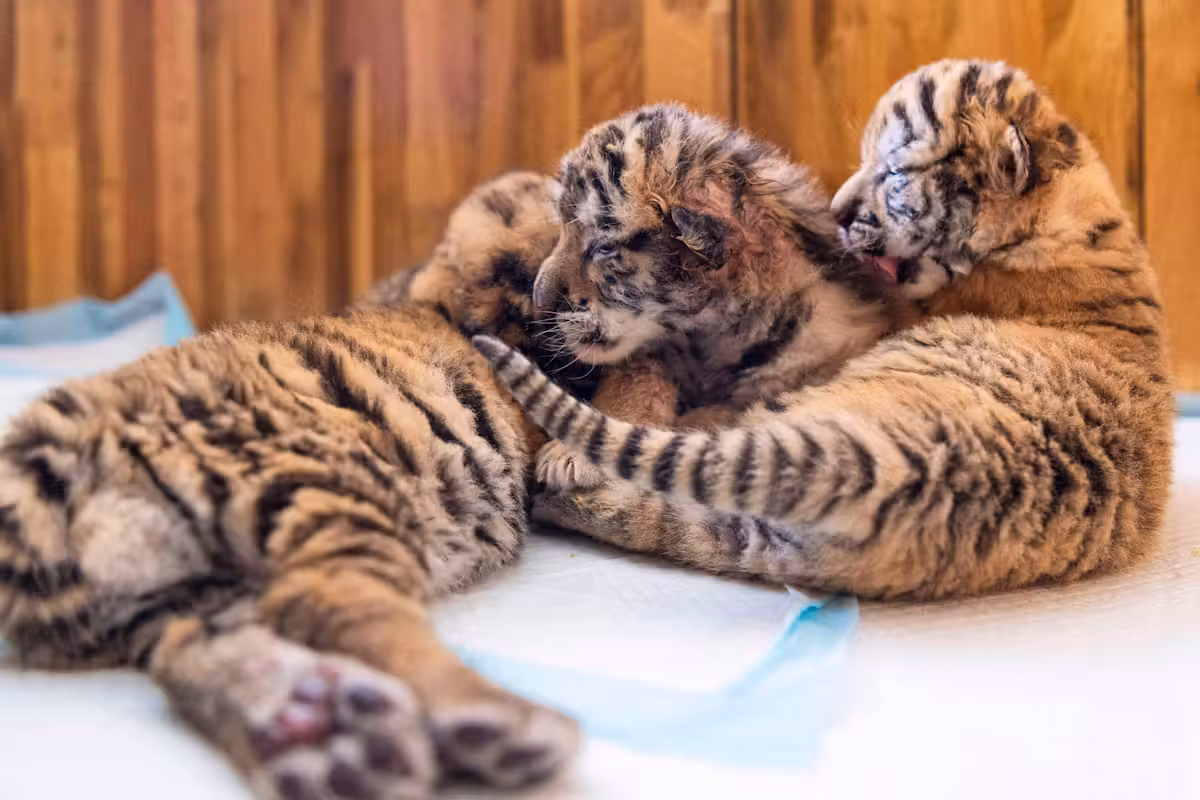 Drei Tigerbabys wurden von ihrer Mutter verstoßen und eingeschläfert. Symbolbild.