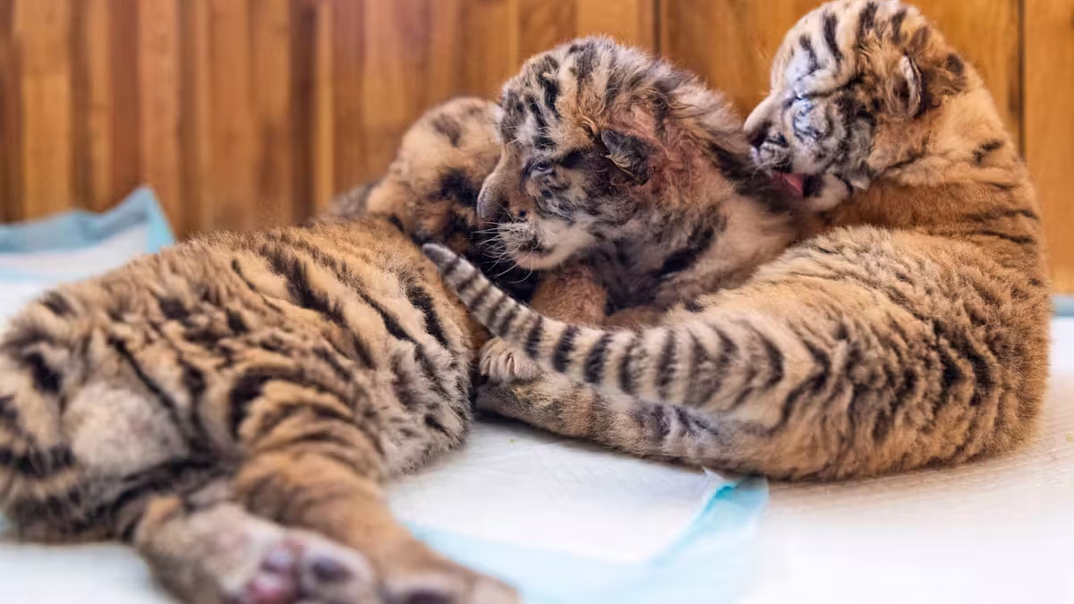 Heute.at - Zoo schläfert Tiger-Babys ein – Peta erstattet Anzeige