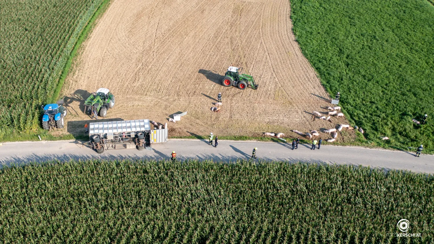 Der Transporter mit über 70 Tieren kippte am Montag um.