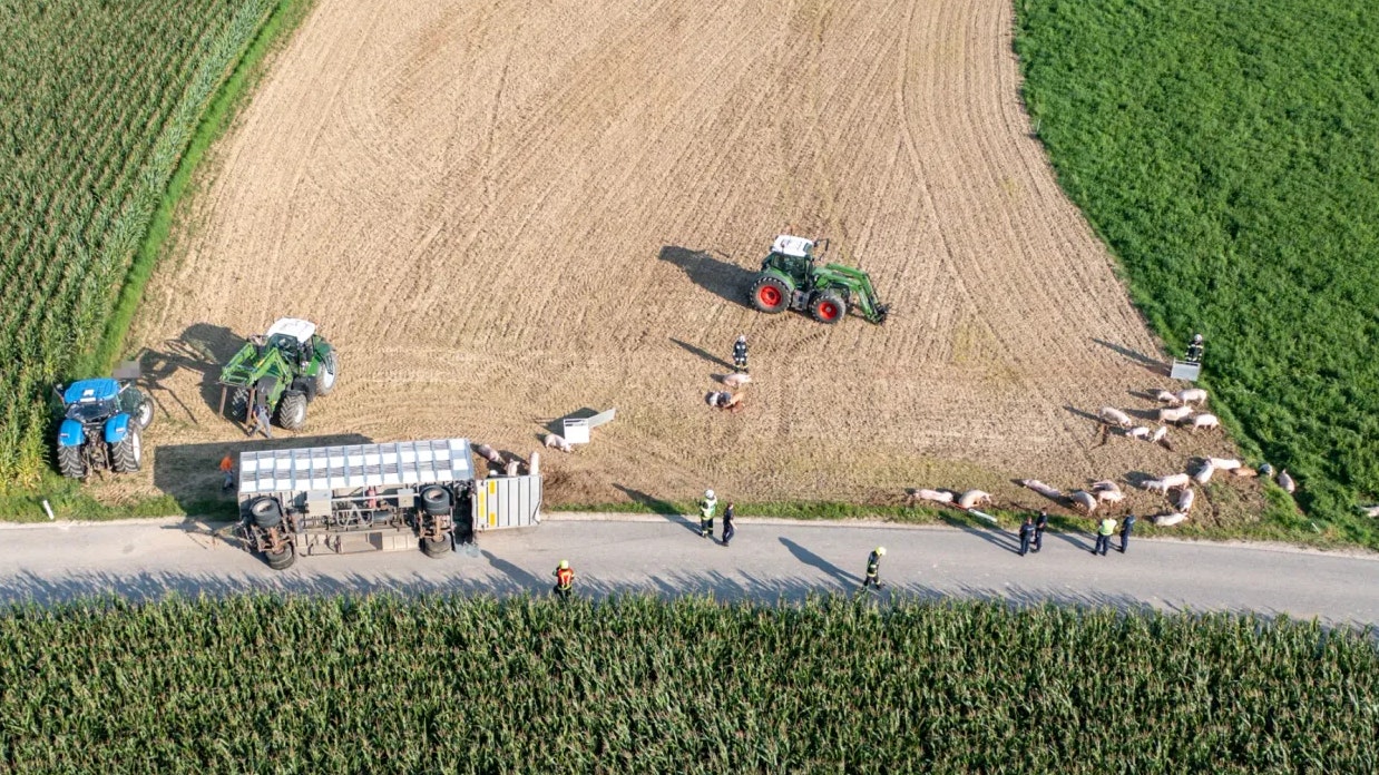 Heute.at - Unfall mit 73 Schweinen – Viehtransporter umgekippt