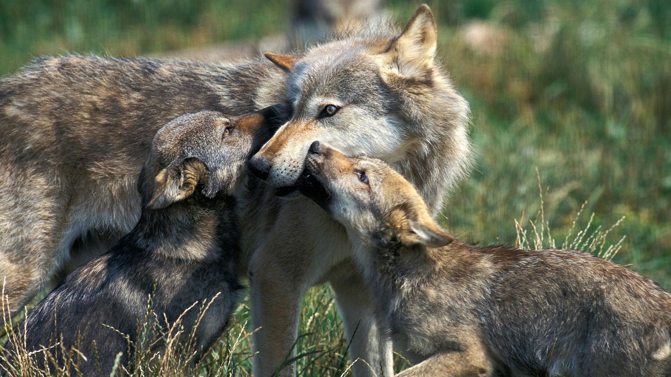 Heute.at - Wissenschaft braucht mehr Relevanz in der Politik