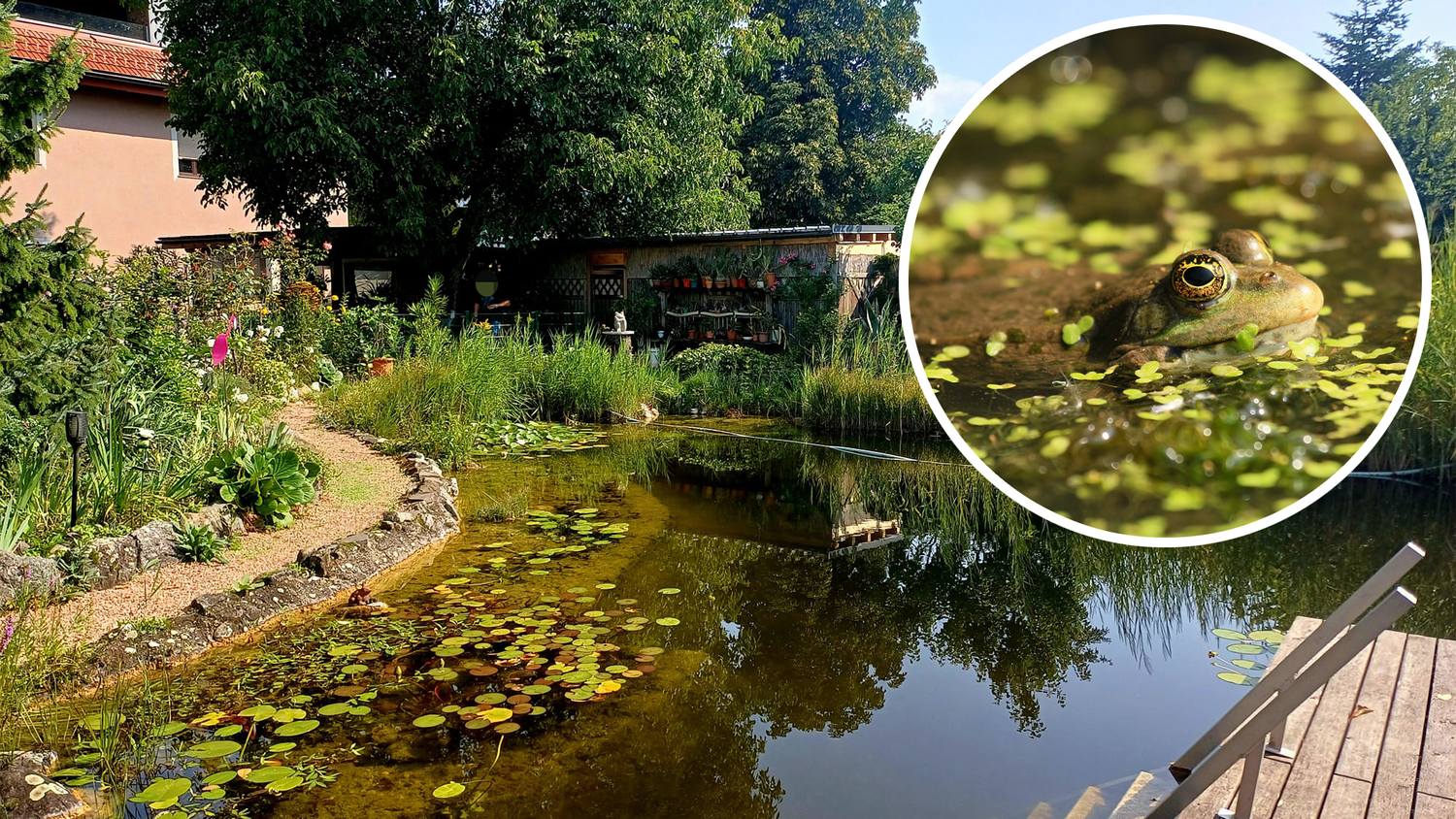 Heute.at - Frösche im Teich zu laut – jetzt spricht die Besitzerin