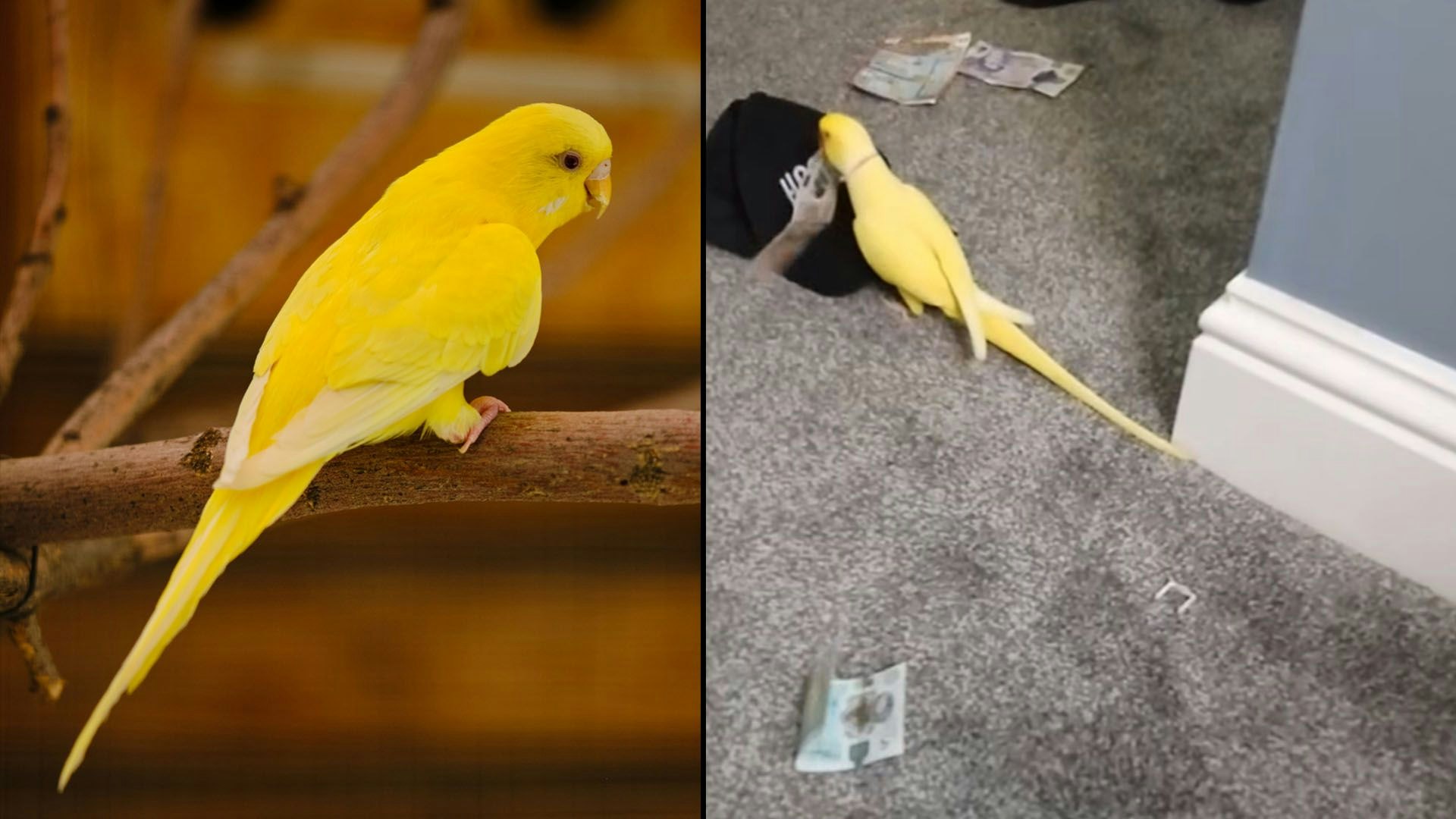 Heute.at - Verplappert! Papagei bringt 15 Personen hinter Gitter