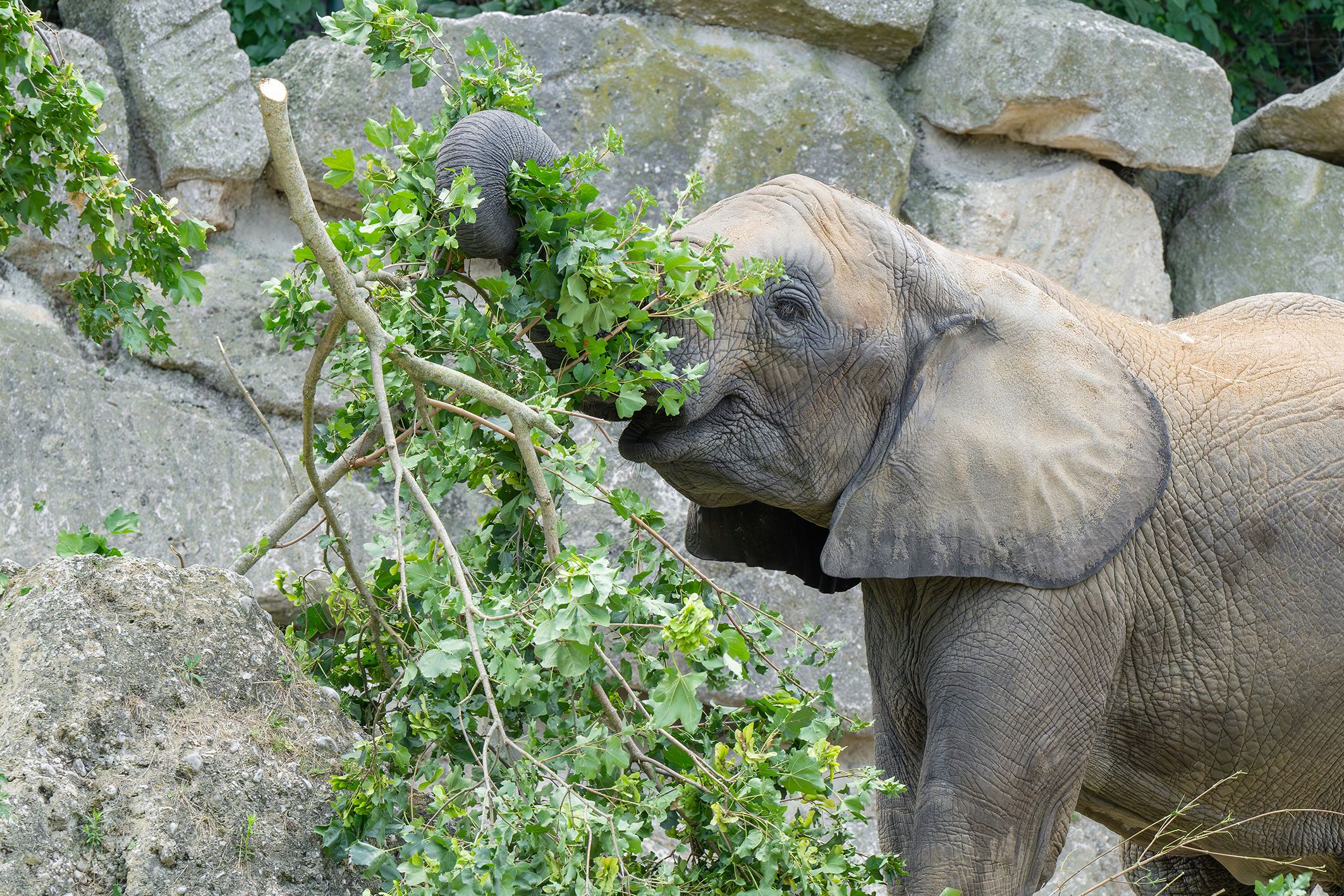 Am 12. August feiern wir den Welt-Elefanten-Tag. 