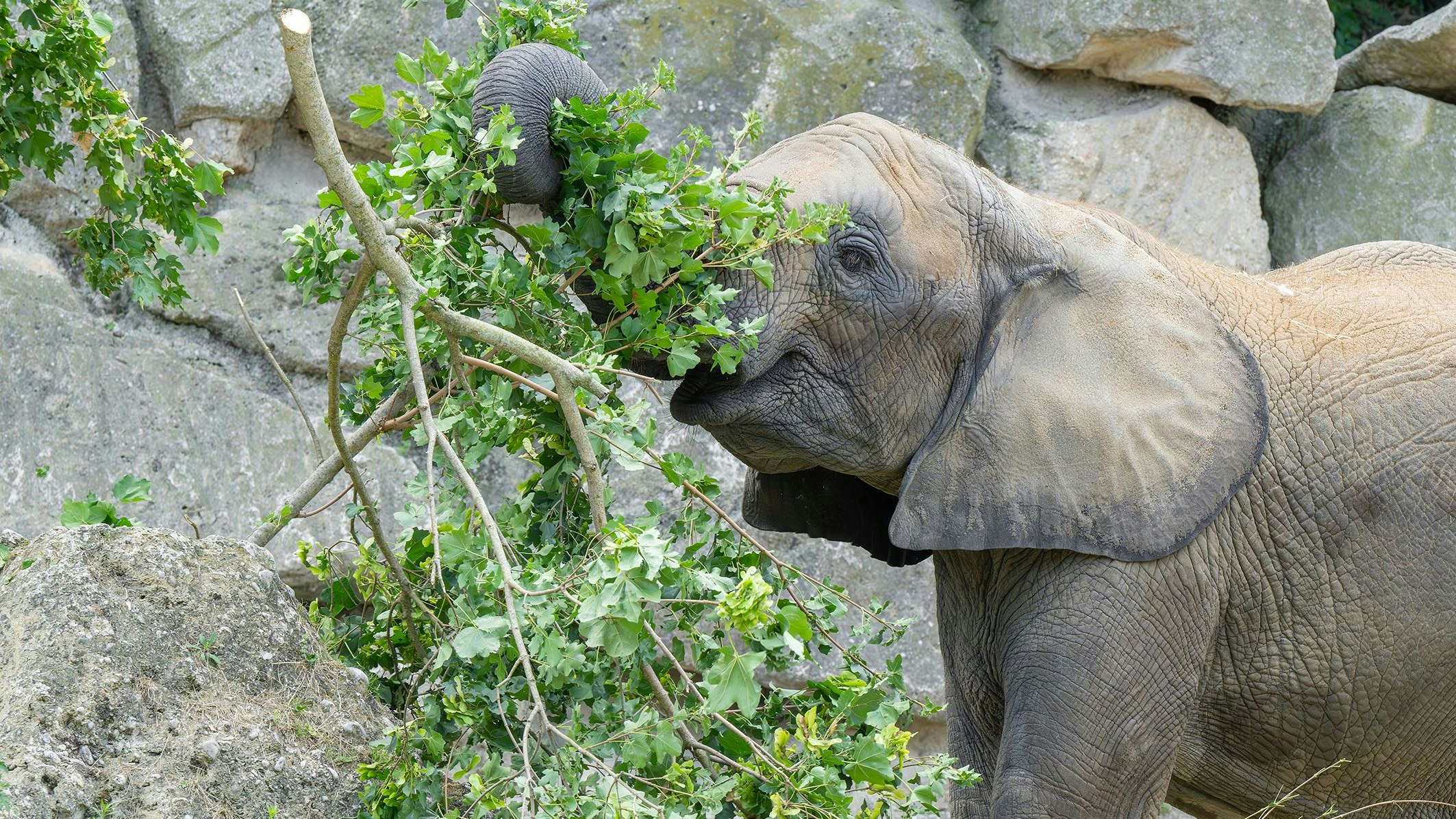 Heute.at - Unser Wienerwald sorgt für vitaminreiche Kost
