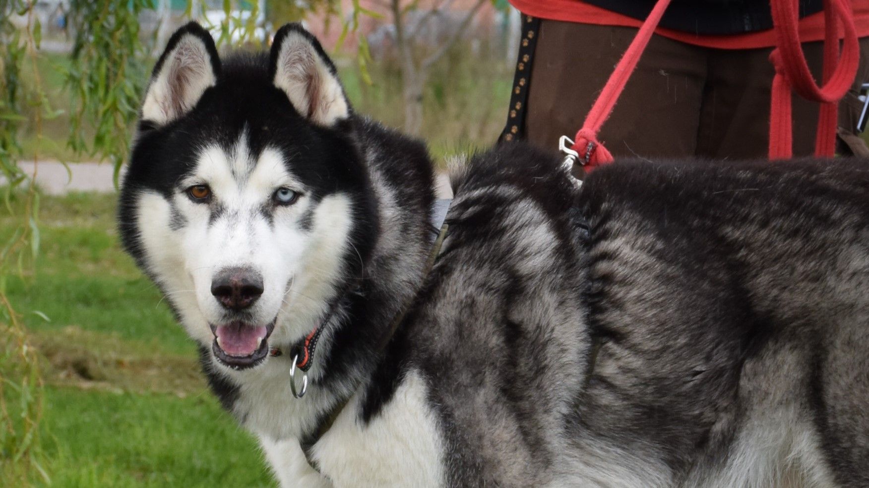 Sitka ist ein Siberian Husky und braucht eine entsprechende Auslastung.