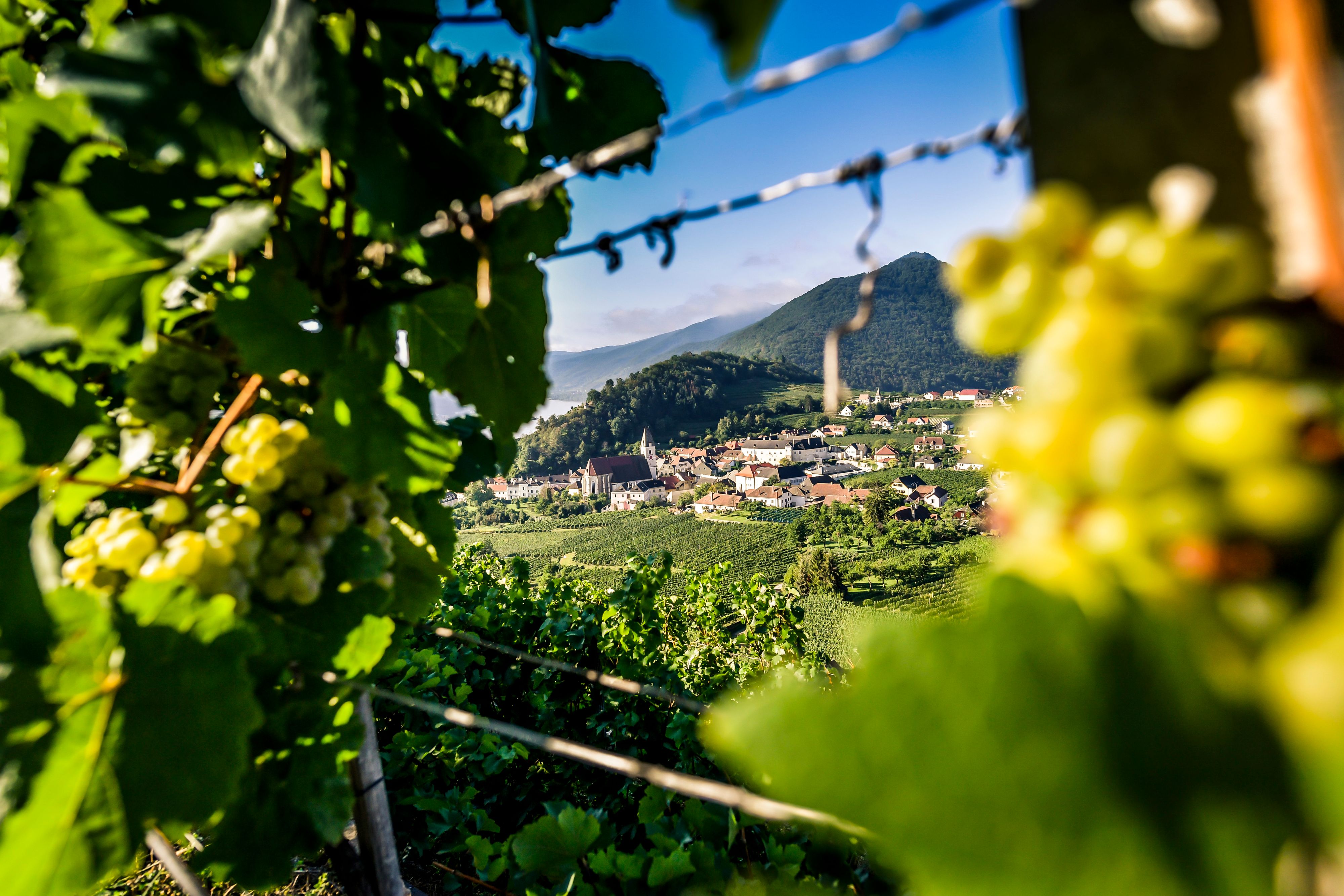 Weinherbst Niederösterreich NÖ Wein Herbst