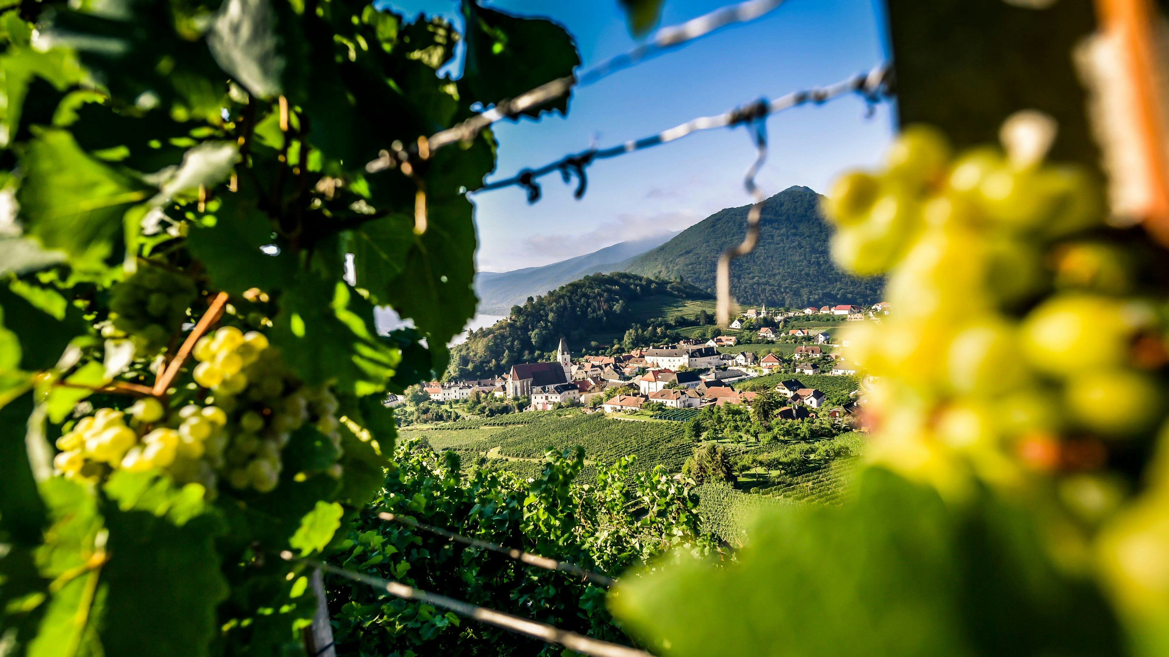 Heute.at - Niederösterreich lädt zu Europas größtem Weinfest