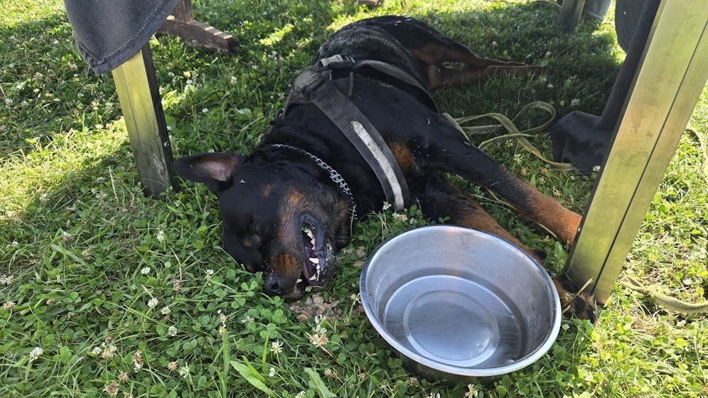 Trauer um Rottweiler