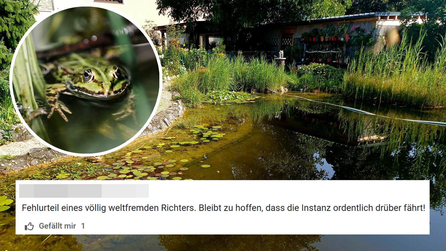 Im Teich von Familie Knoll quaken rund 50 Frösche (Symbolbild). Die Verurteilung sorgt im 