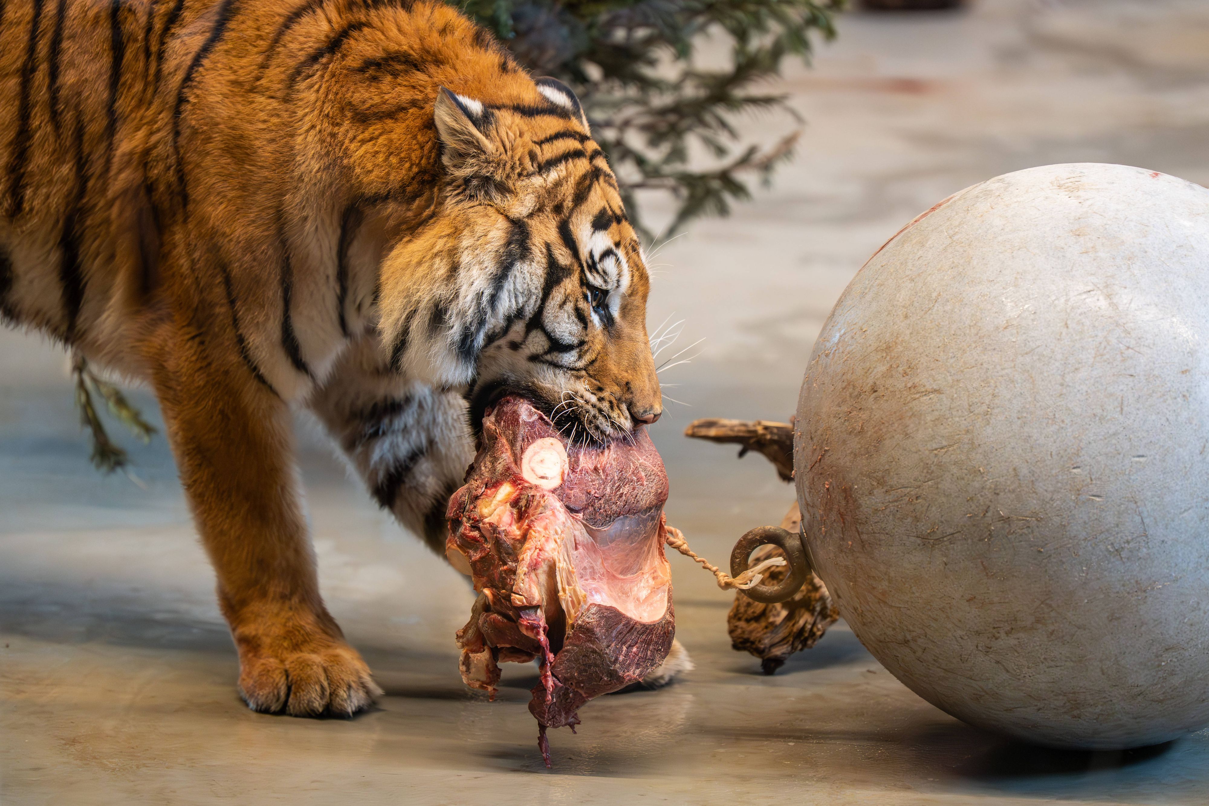 Für Spenden an den Zoo gibt es auch Geld.