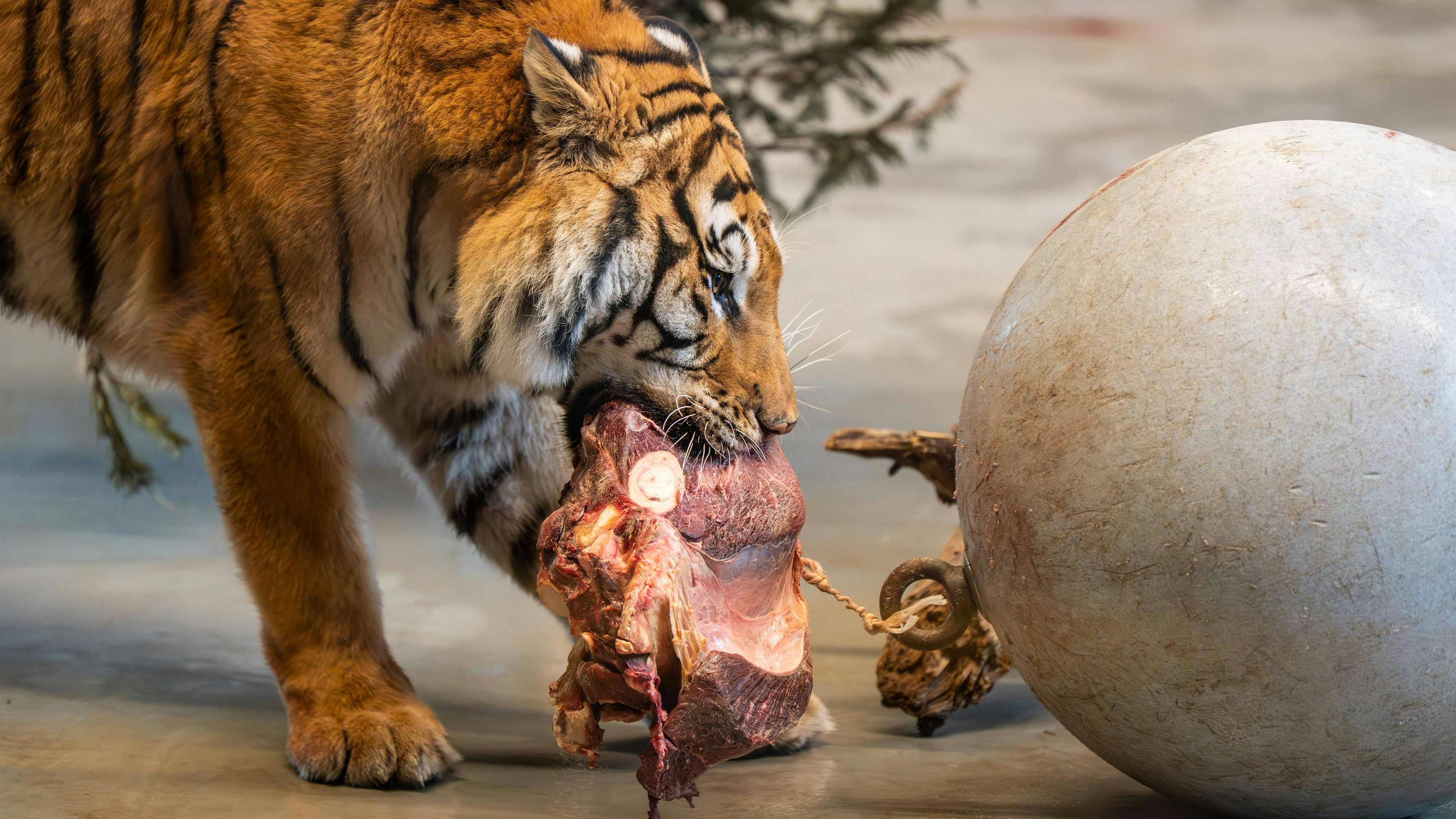 Heute.at - Pferd als Löwenfutter – so viel Geld bekommen Spender