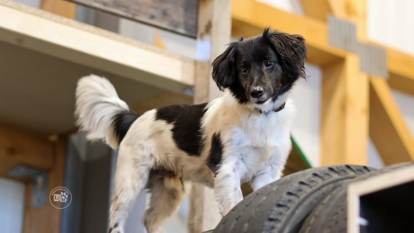 Heute.at - Zauselzwerg aus NÖ rockt Top Dog Germany