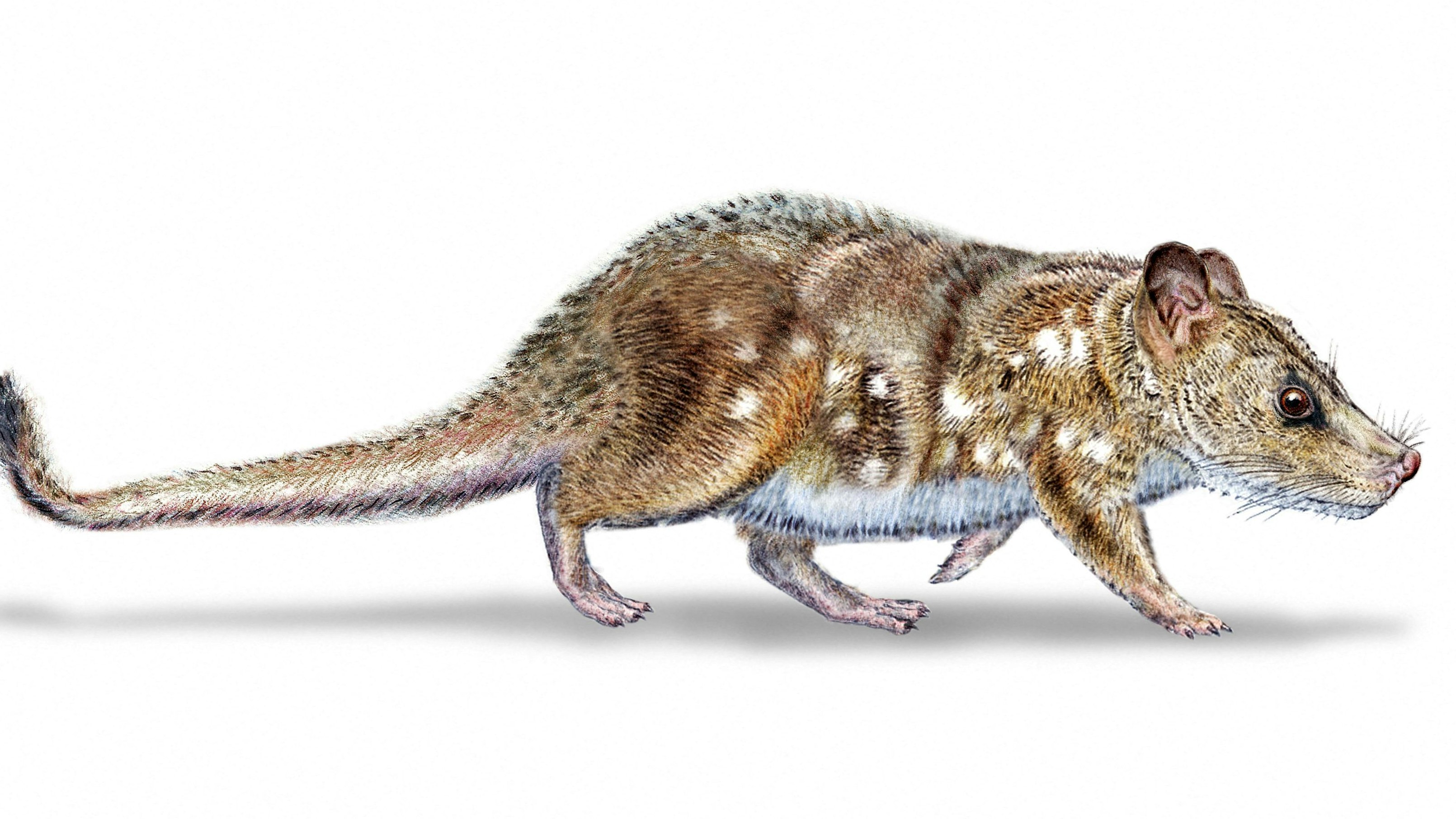 Heute.at - Winziges Säugetier-Fossil in Patagonien entdeckt