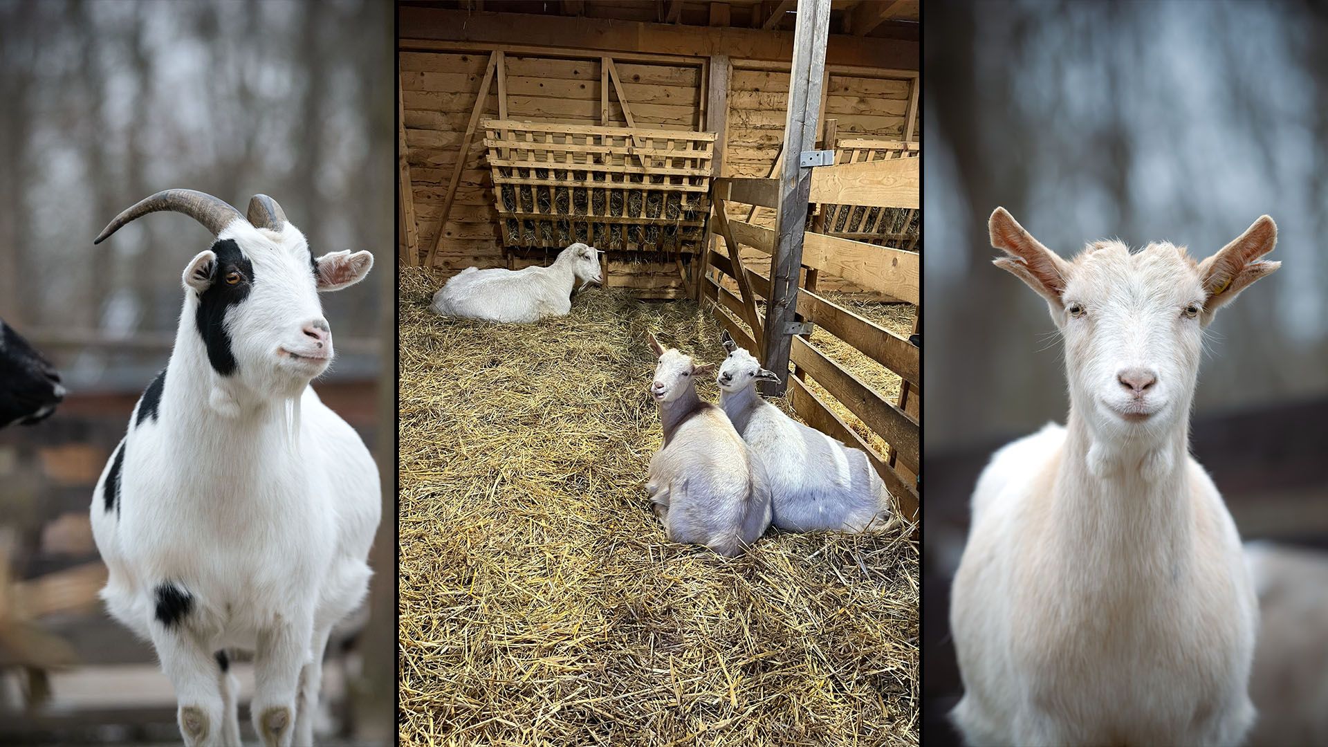 Ferdi & Seppi, aber auch Hanni & Nanni suchen einen neuen Wirkungskreis.