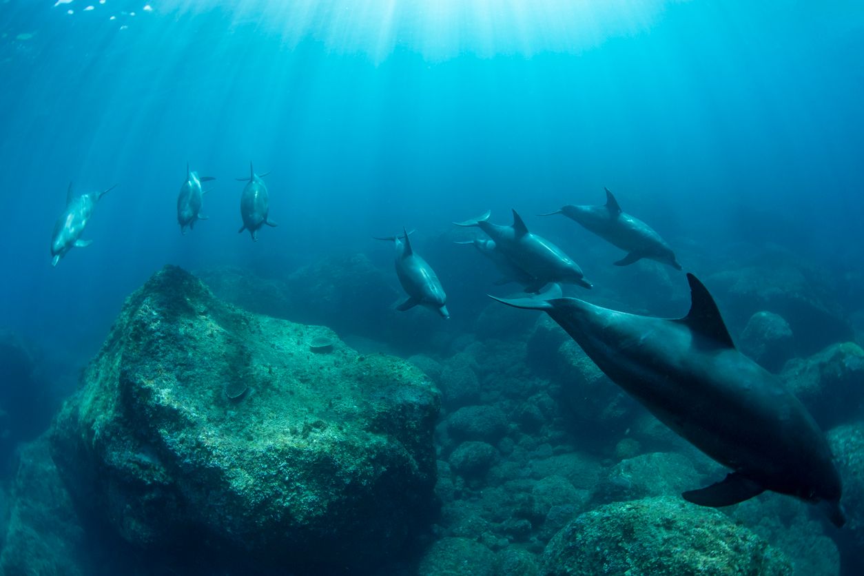Wer an der Südküste Australiens Jetski fahren möchte, muss 300 Meter Abstand zu Delfinen halten.