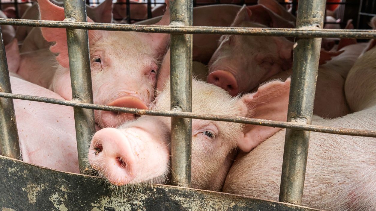 Heute.at - Hitzewelle: Bitte nicht auf unsere Nutztiere vergessen