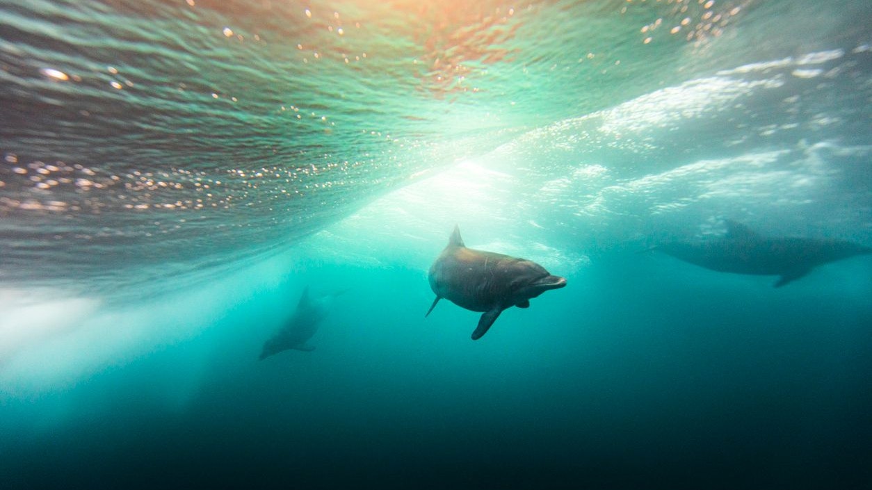 Heute.at - Giftige Algenblüte lässt Delfine bald verhungern