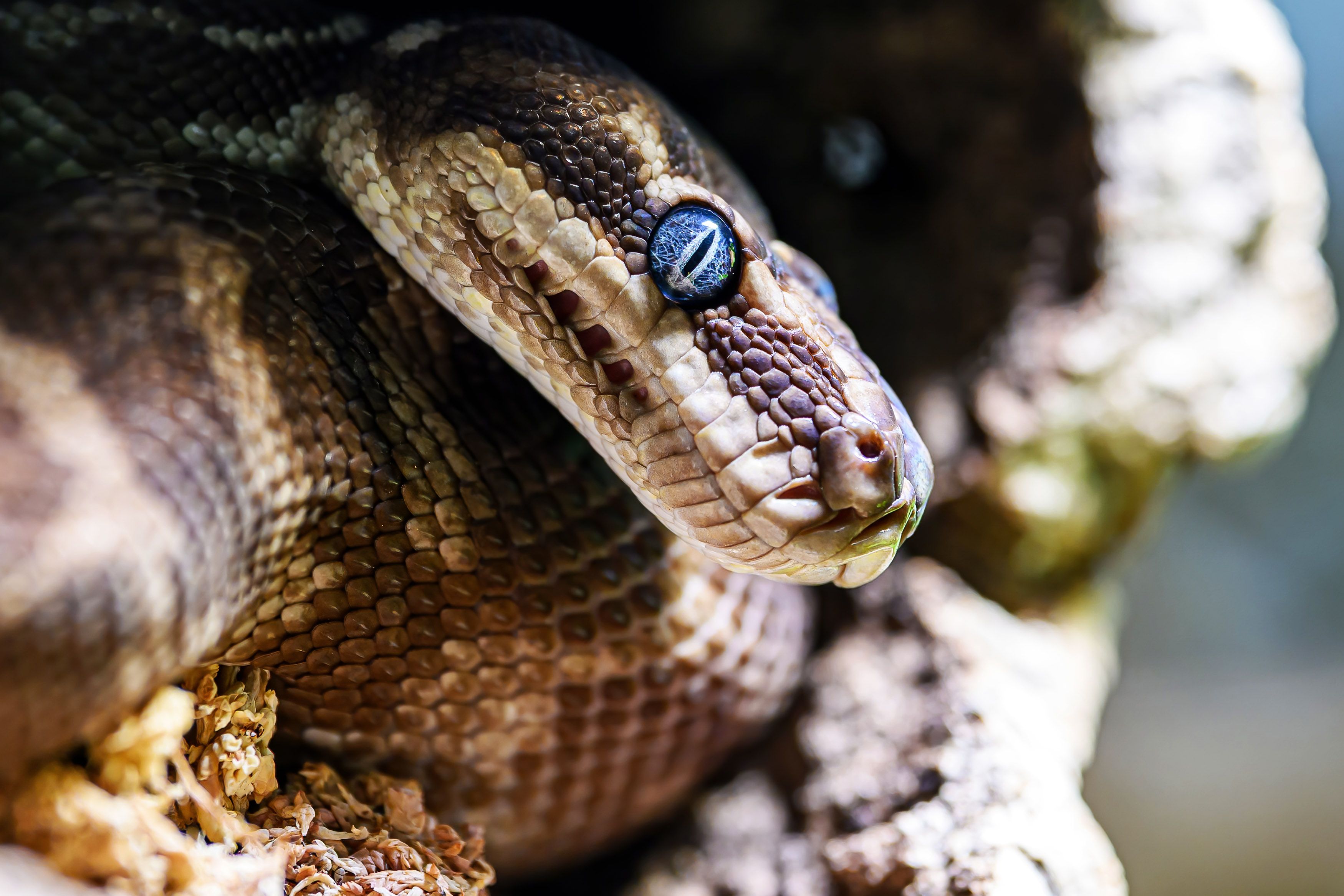Rauschuppenpythons sind faszinierend und auch sehr hübsch, oder?