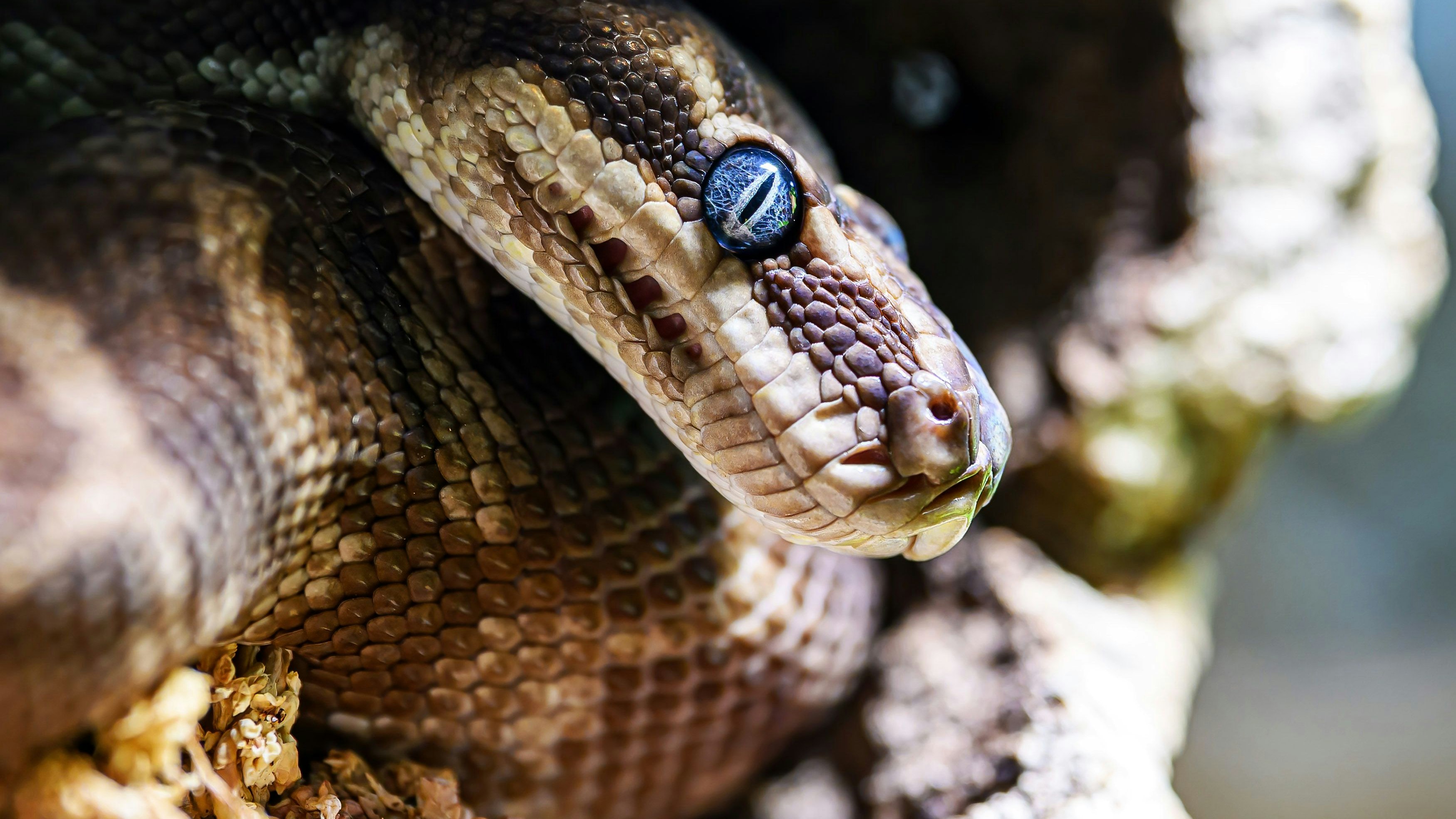 Heute.at - Seltenste Schlangenart jetzt im Haus des Meeres
