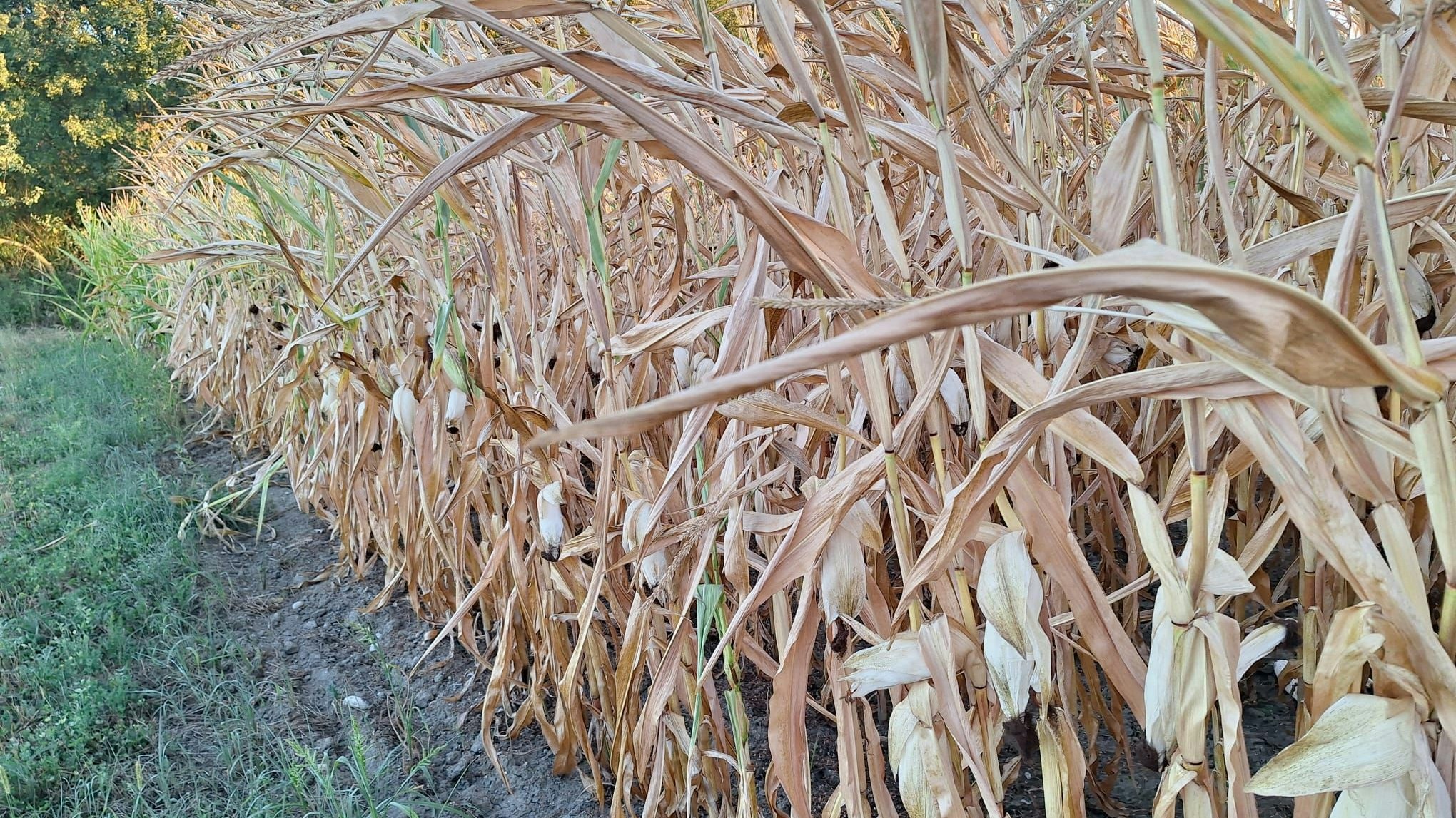 Regen, Trockenheit: Die klimatischen Bedingungen für Bauern werden immer schwieriger.
