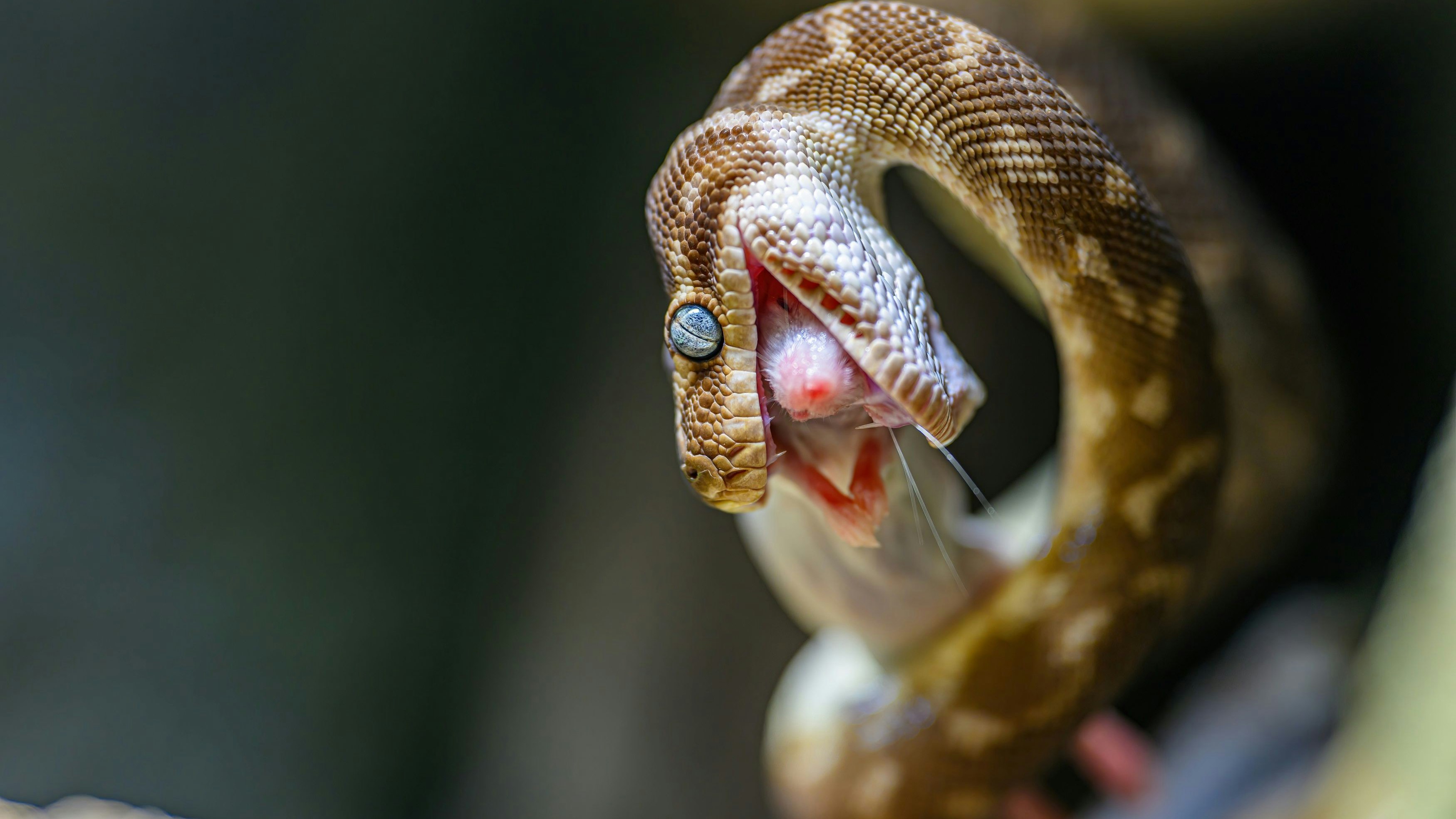 Die Rauschuppenpython ist dämmerungs- und nachtaktiv und ernährt sich von kleineren Säugetieren. 