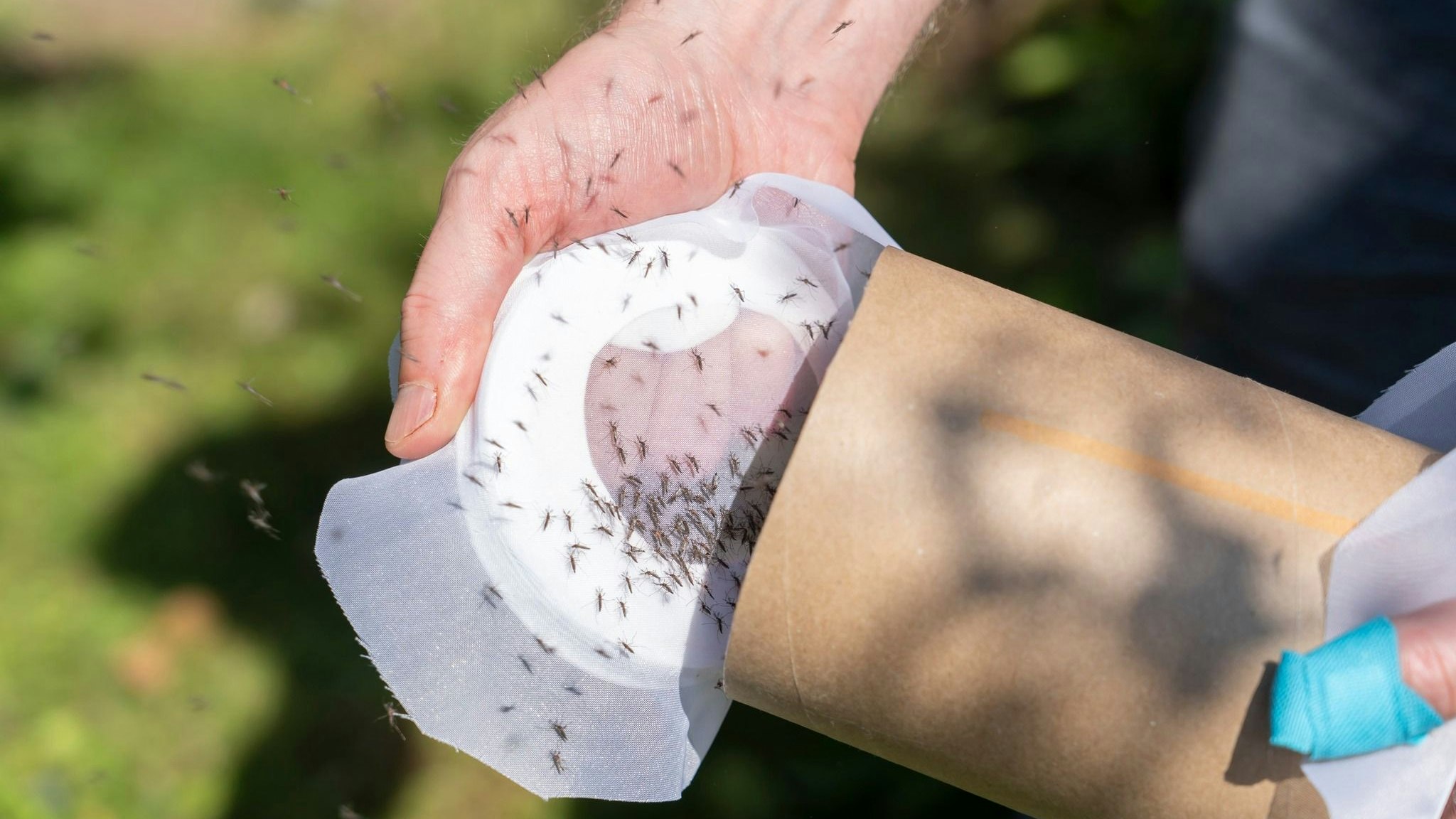 Heute.at - Über 100.000 strahlenbehandelte Tigermücken ausgesetzt