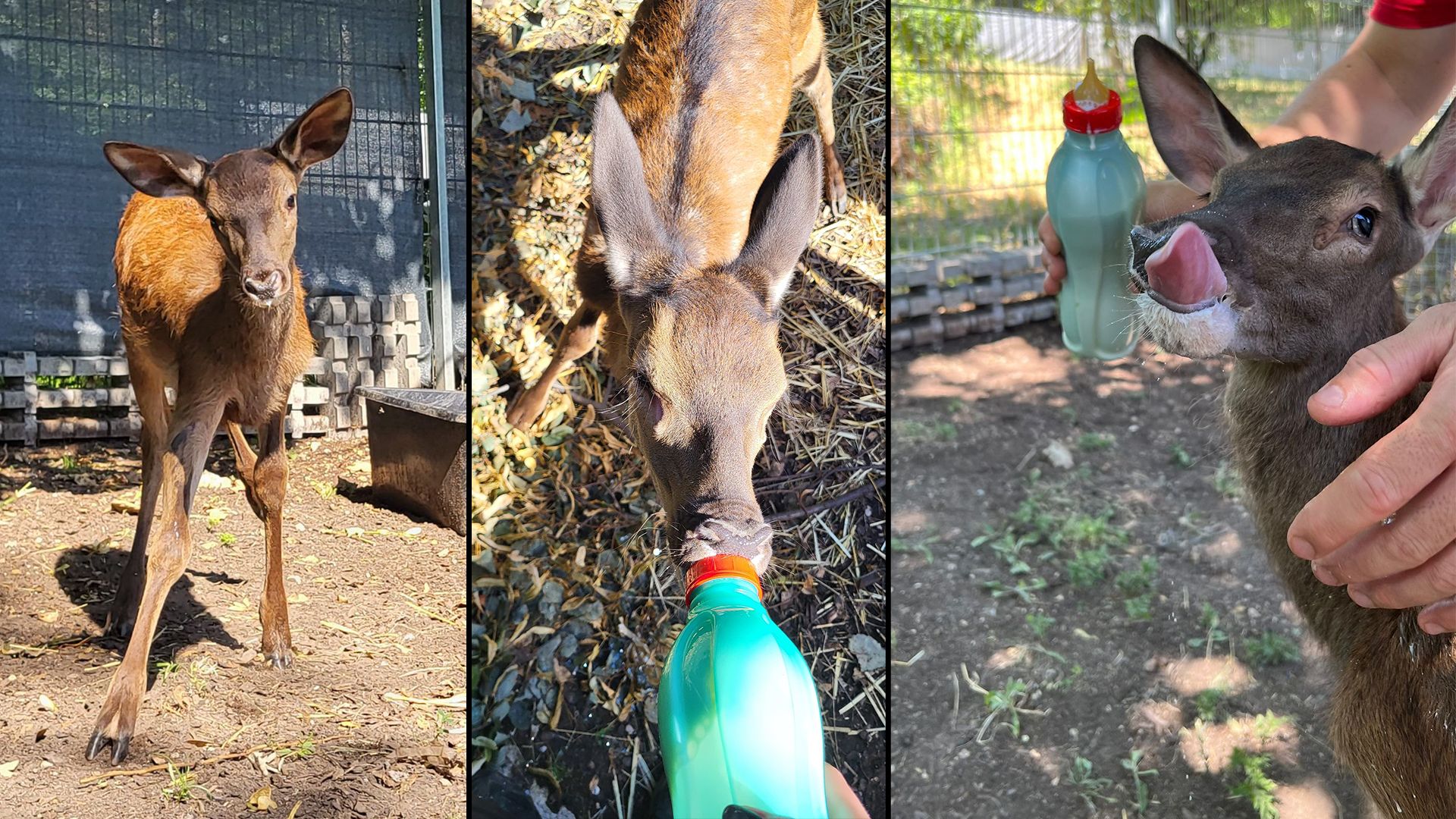 Der junge Rothirsch wurde im Mai verletzt und verwaist gefunden.
