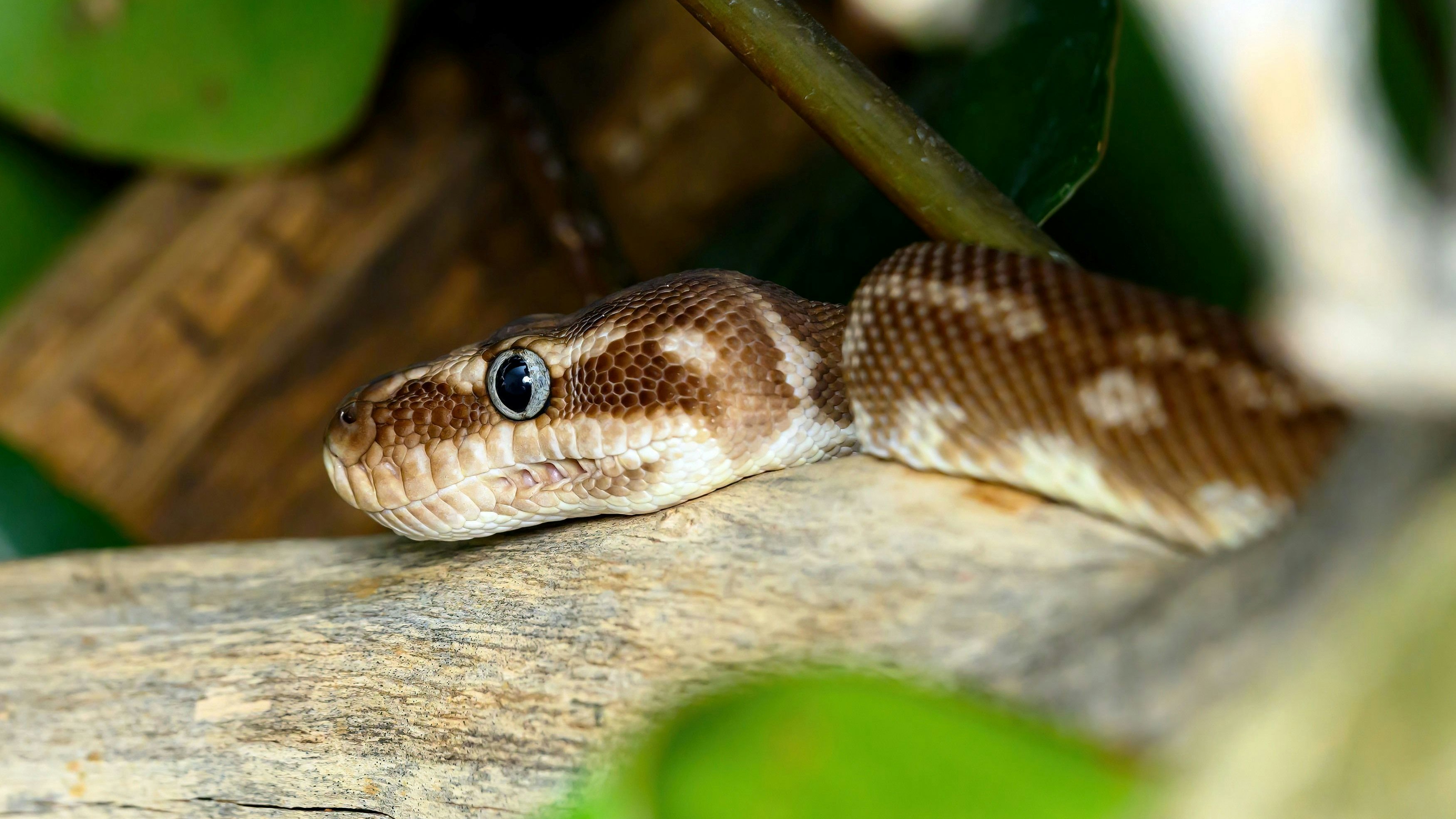 In freier Wildbahn konnte man bisher nur etwa zwölf Individuen entdecken.