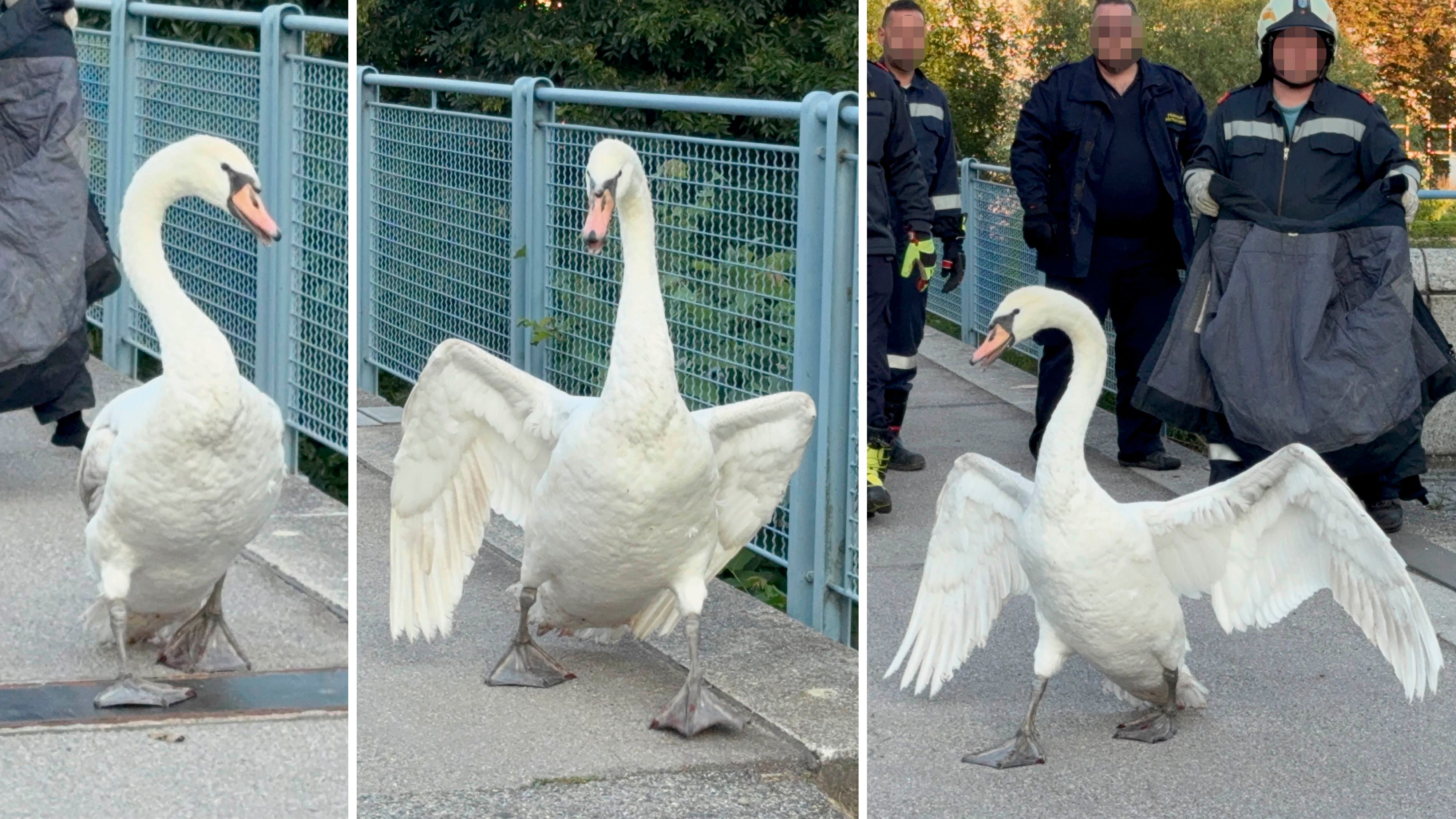 Ein Schwan auf der Traisenbrücke sorgte für einen kuriosen Einsatz der Feuerwehr.